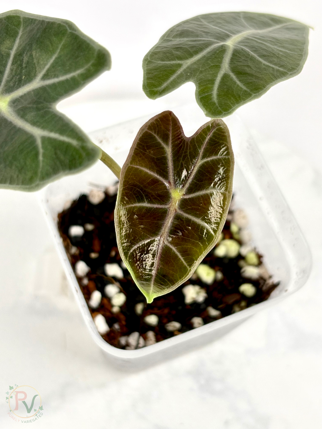 Black Satun Pink Bone Alocasia