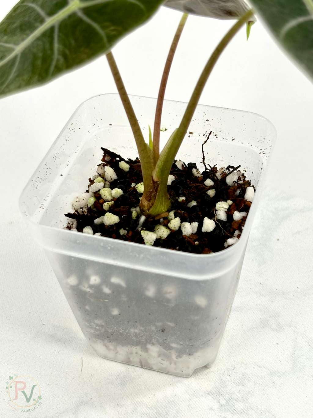 Black Satun Pink Bone Alocasia