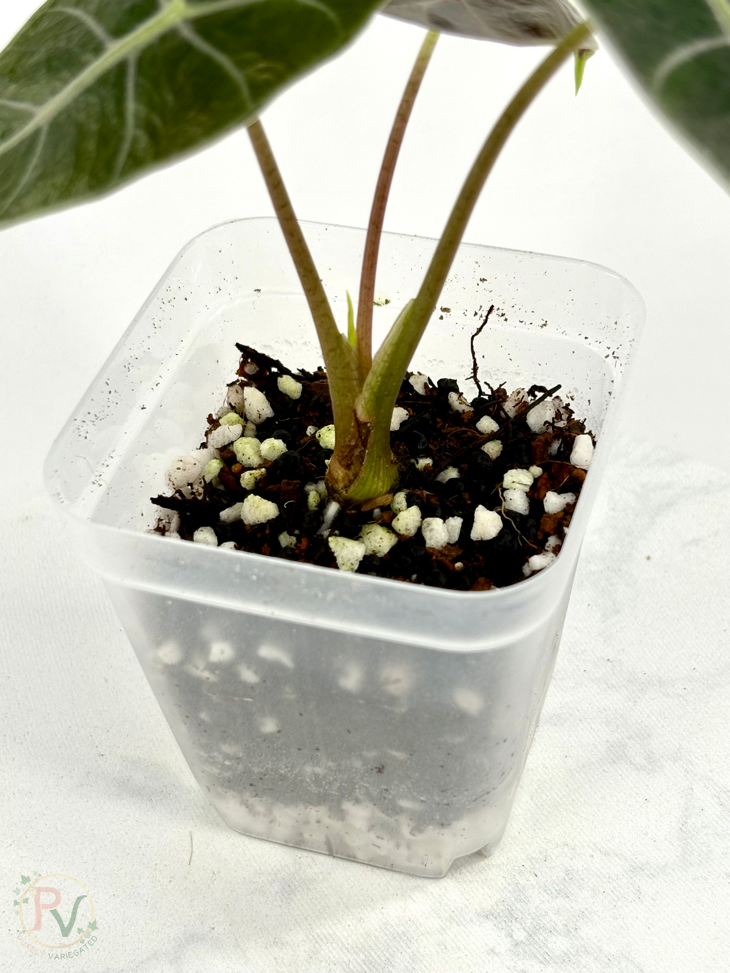 Black Satun Pink Bone Alocasia
