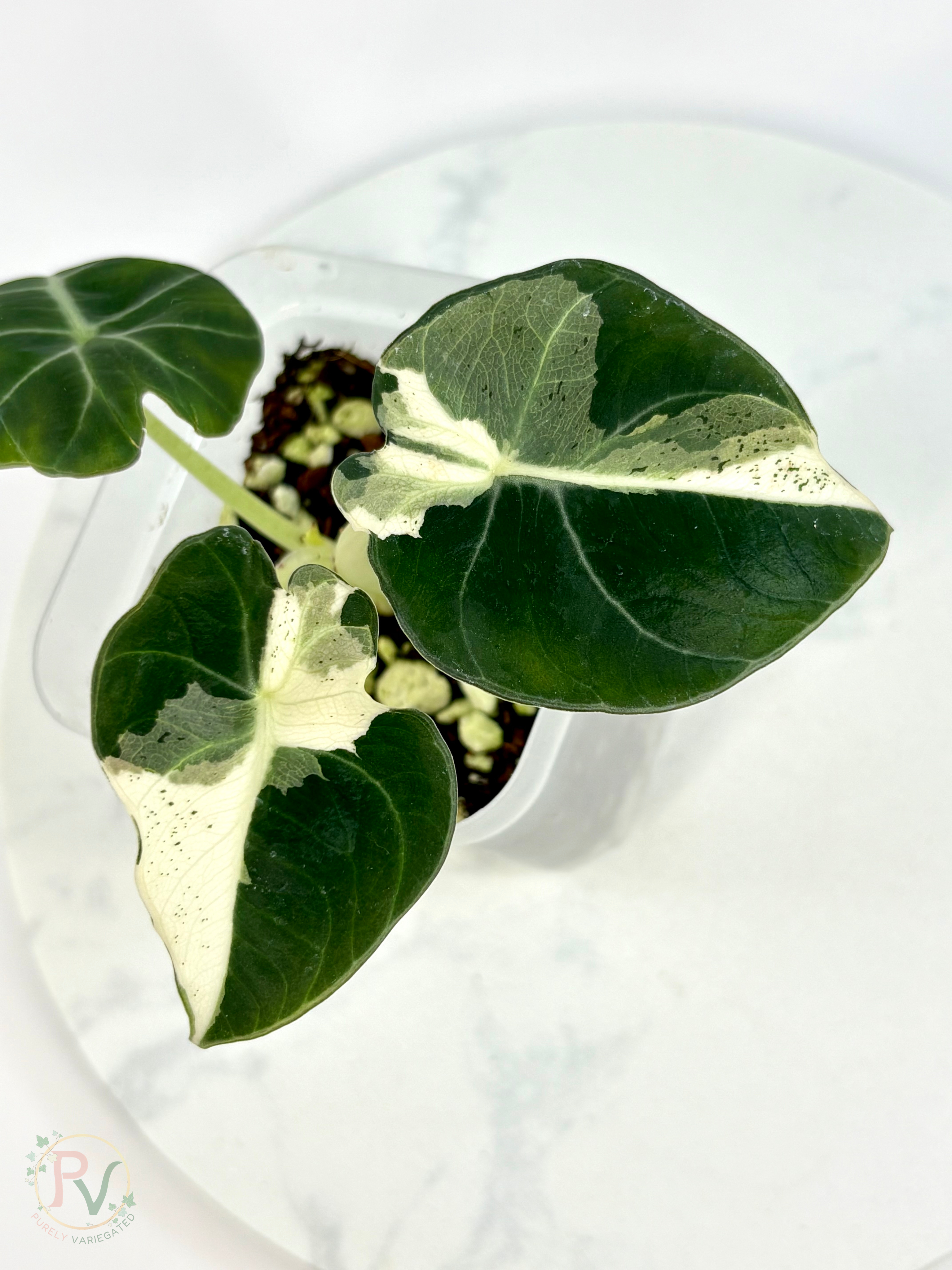 Black Velvet Dalmatian Lava Alocasia - Teen Size