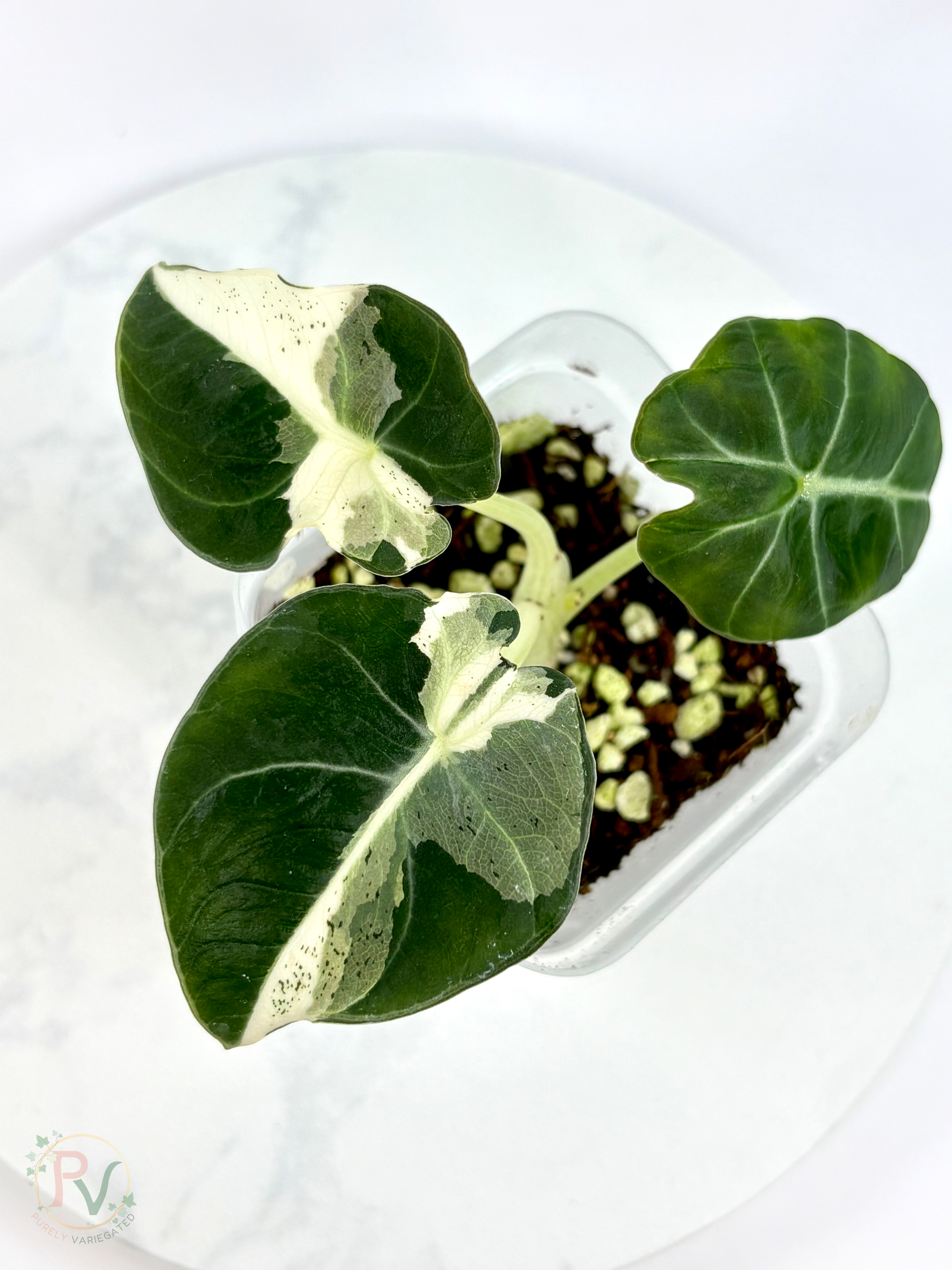 Black Velvet Dalmatian Lava Alocasia - Teen Size