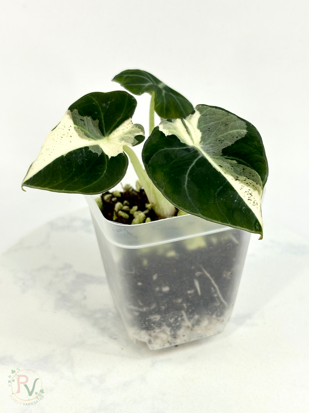 Black Velvet Dalmatian Lava Alocasia - Teen Size