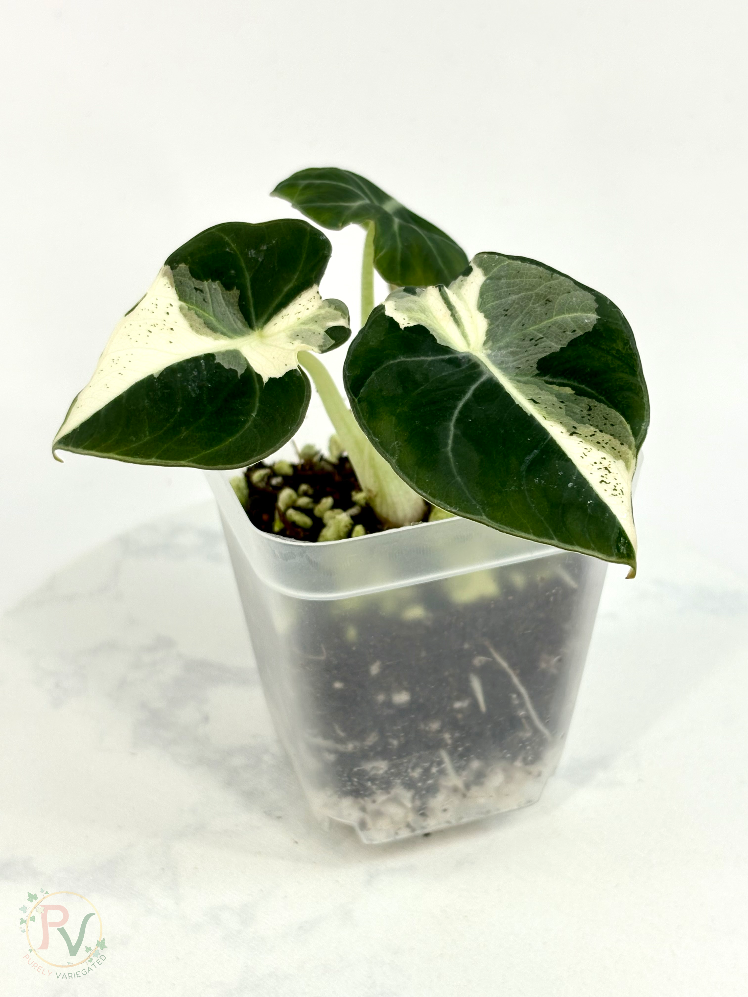 Black Velvet Dalmatian Lava Alocasia - Teen Size