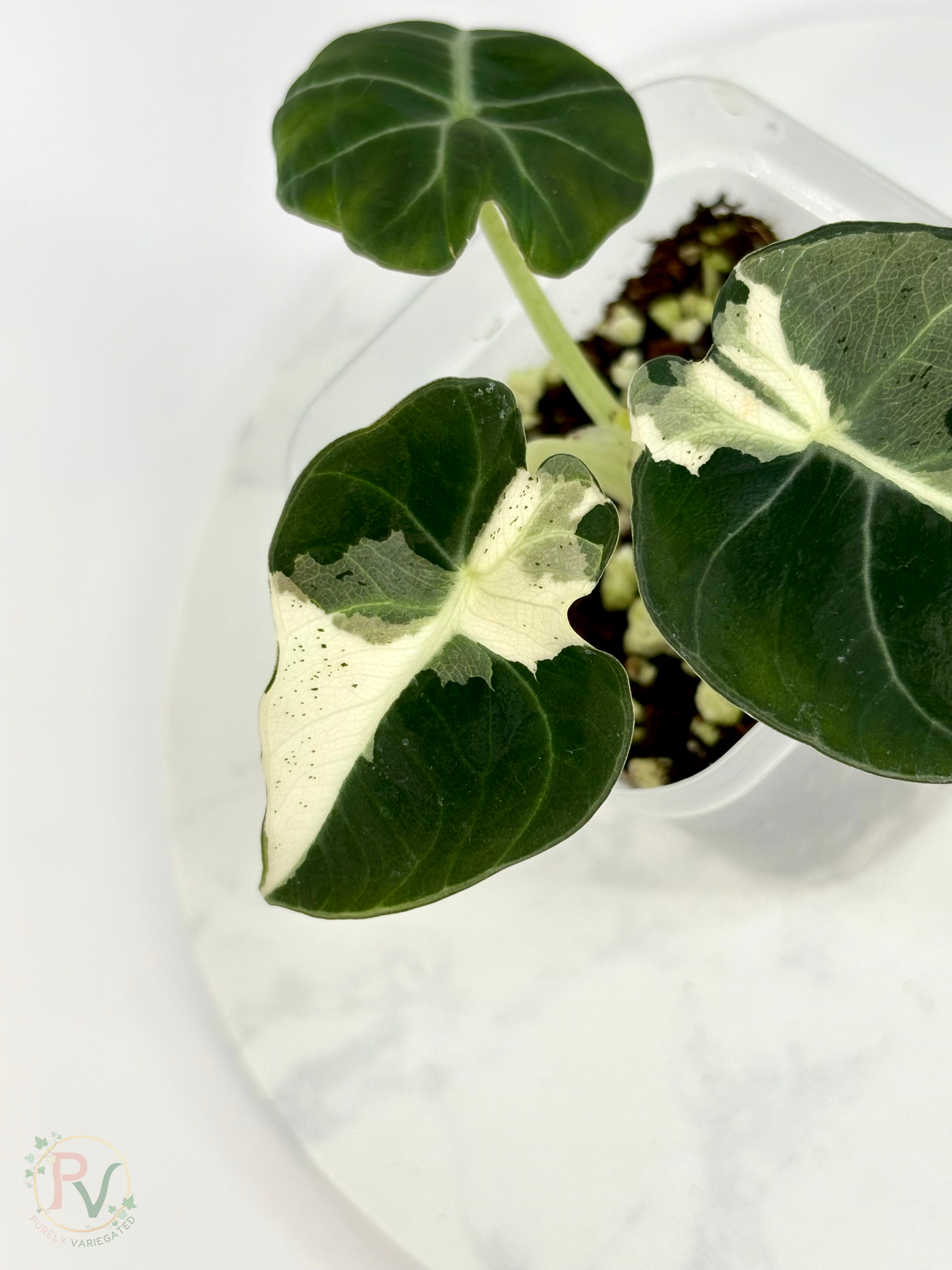 Black Velvet Dalmatian Lava Alocasia - Teen Size
