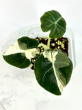 Black Velvet Dalmatian Lava Alocasia - Teen Size