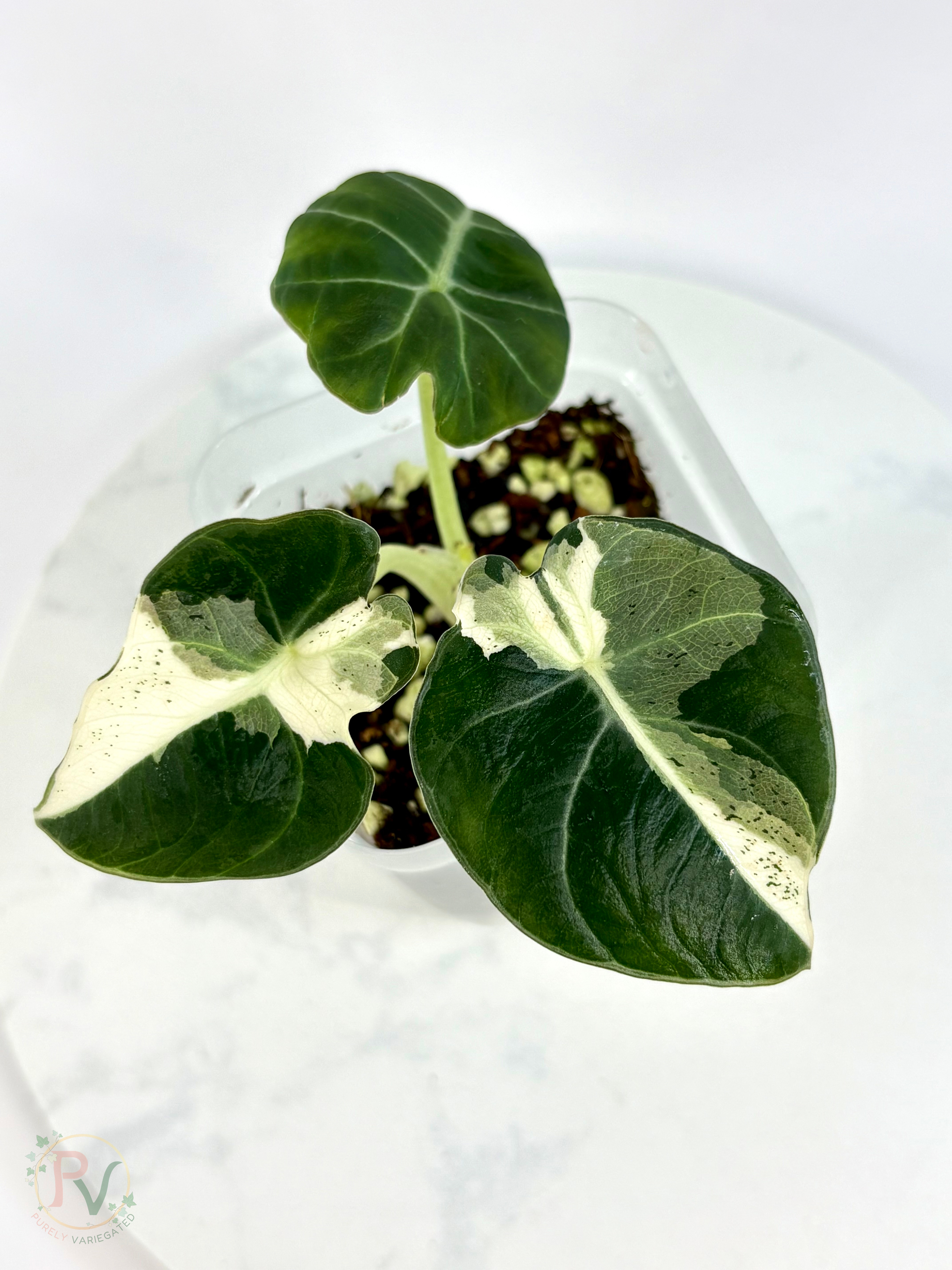 Black Velvet Dalmatian Lava Alocasia - Teen Size