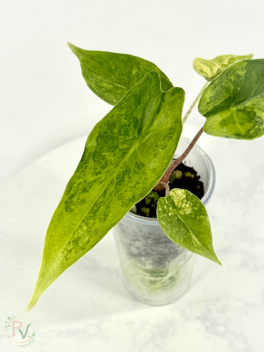 Blush Shatter Aurea Alocasia - Teen Size