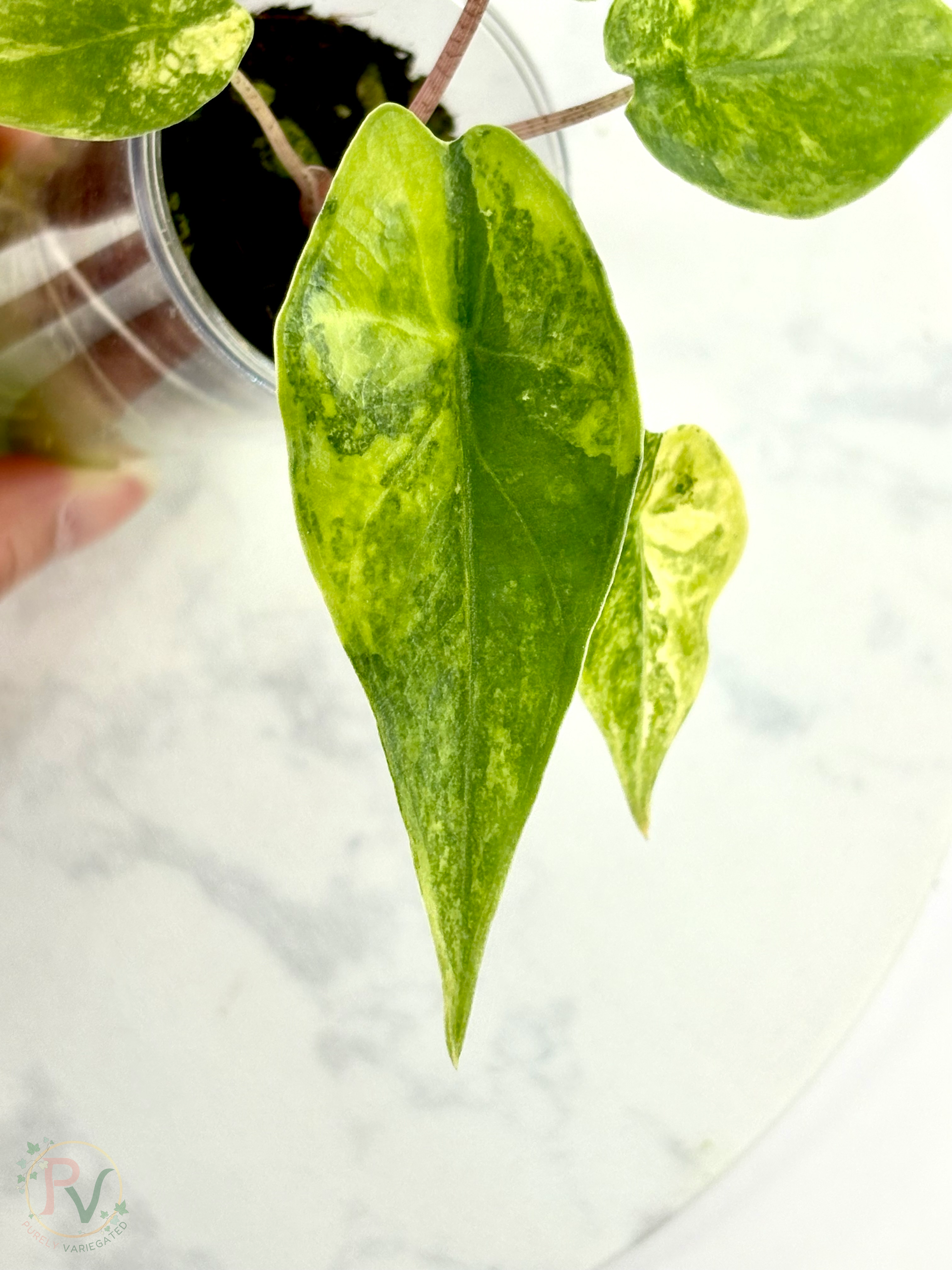 Blush Shatter Aurea Alocasia - Teen Size