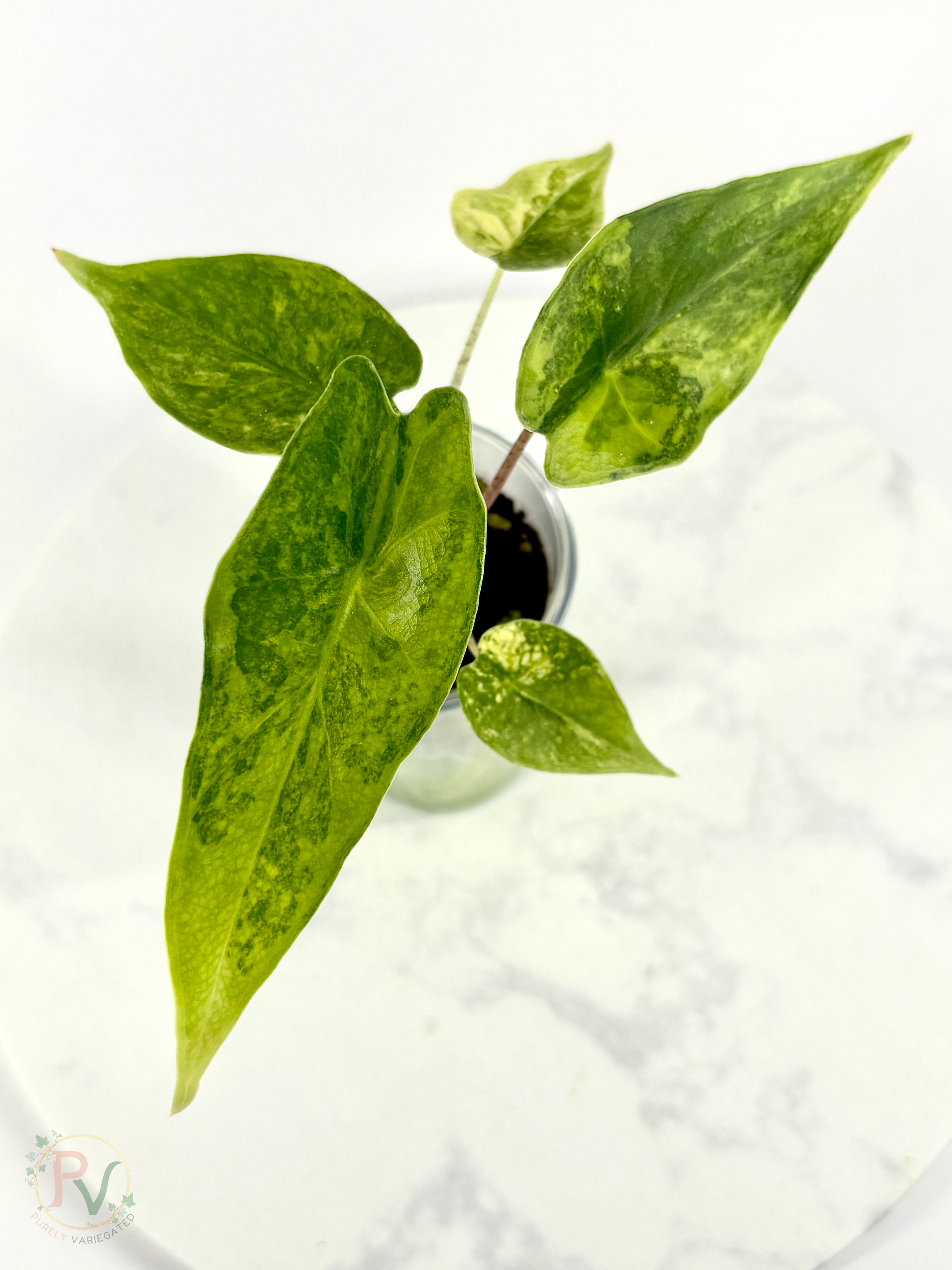 Blush Shatter Aurea Alocasia - Teen Size