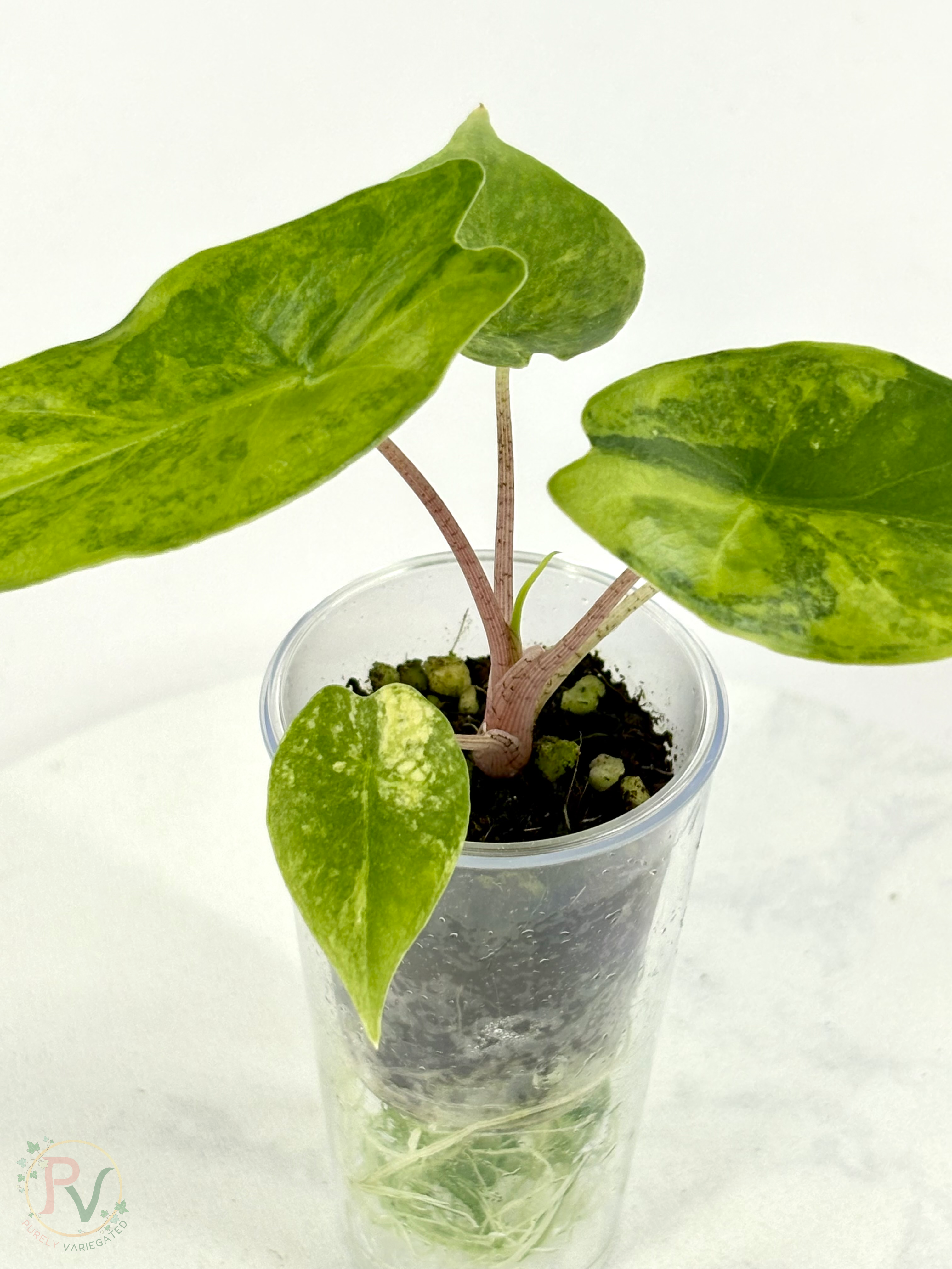 Blush Shatter Aurea Alocasia - Teen Size
