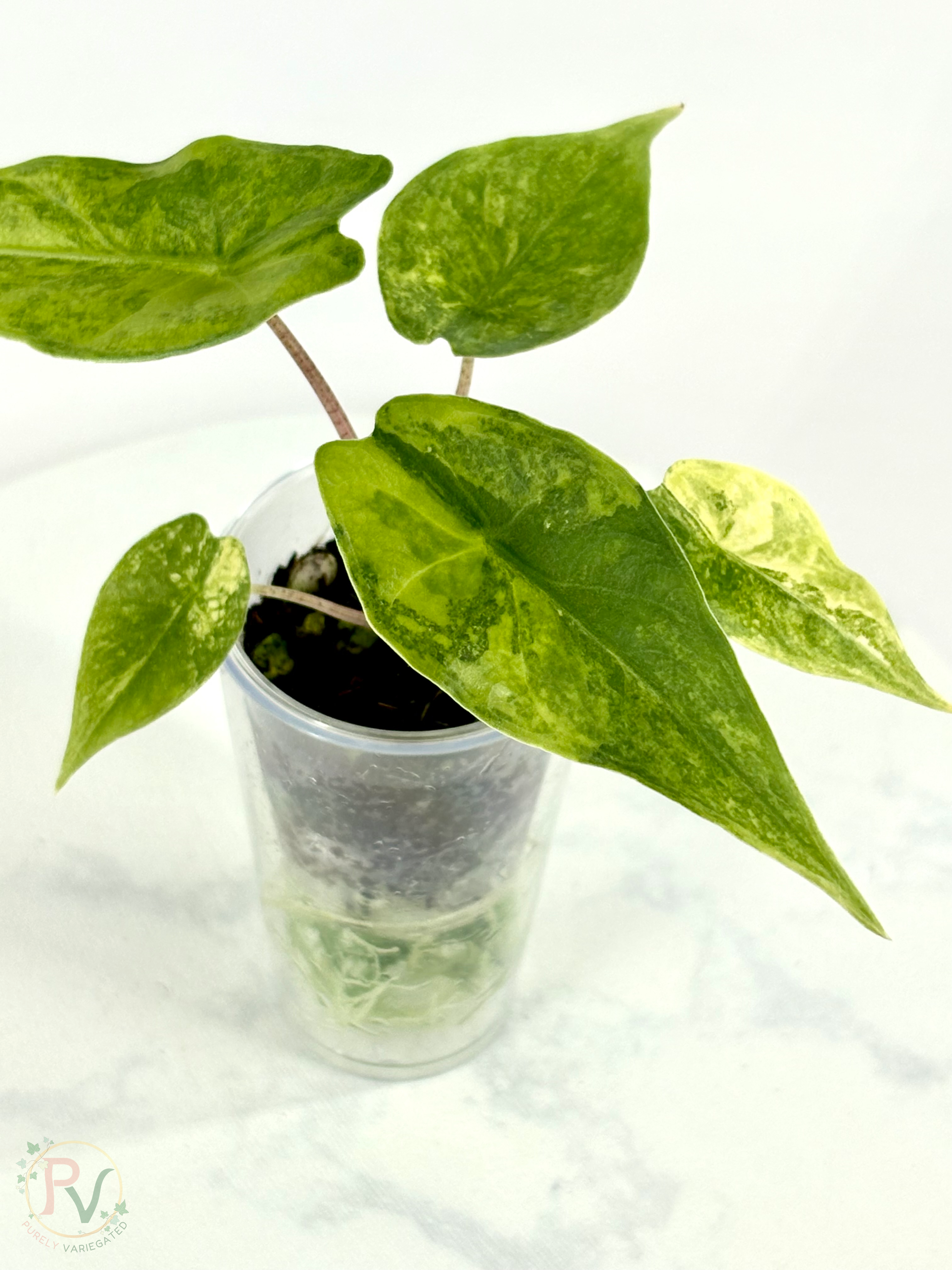 Blush Shatter Aurea Alocasia - Teen Size