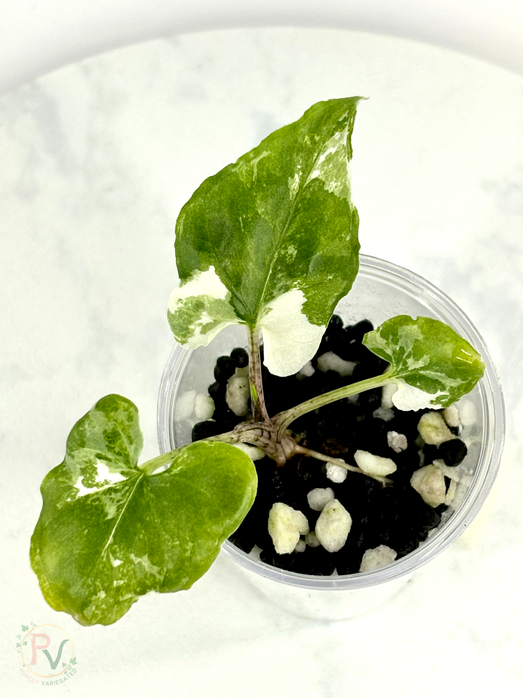 Brancifolia Albo Alocasia