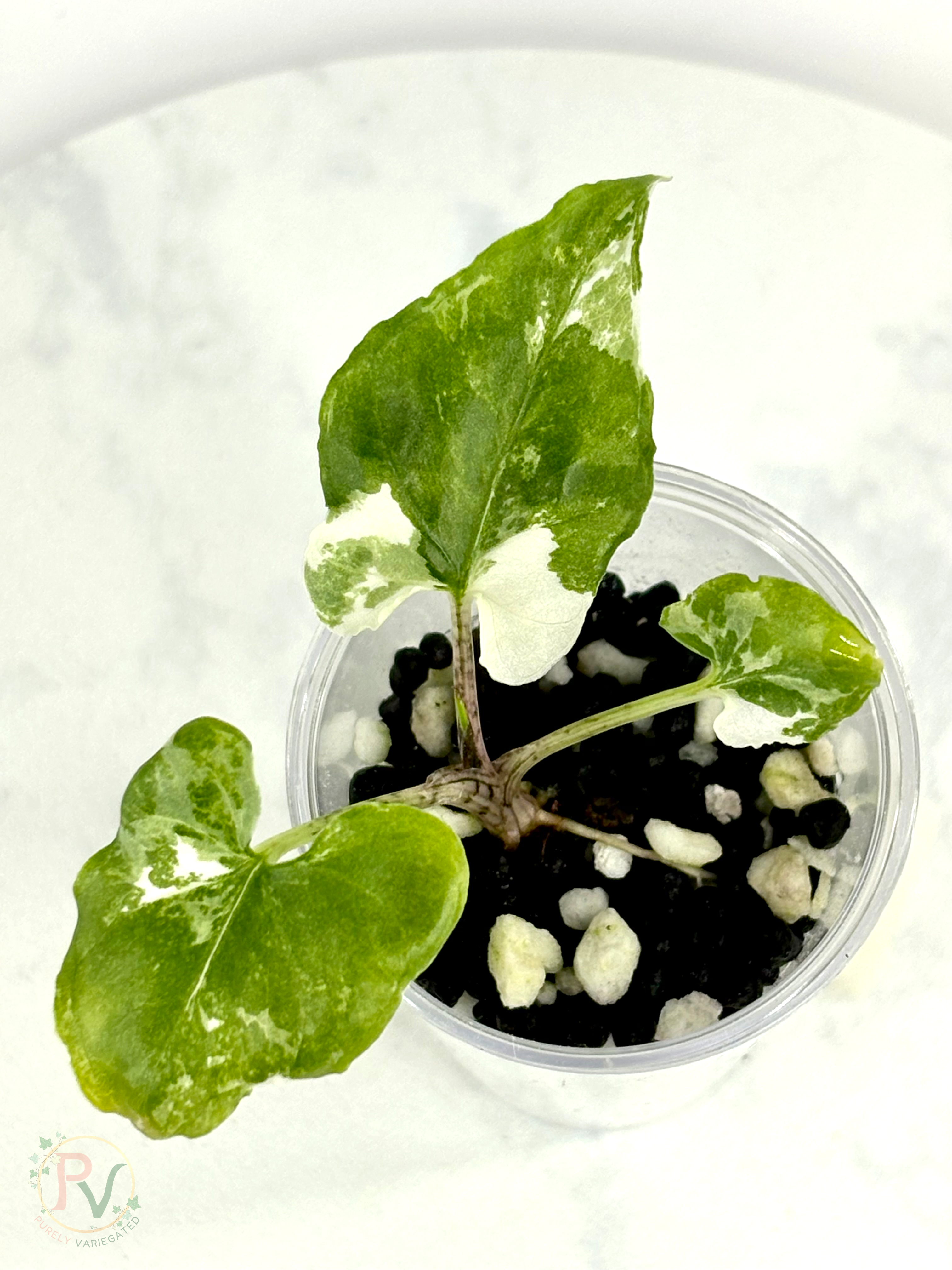 Brancifolia Albo Alocasia