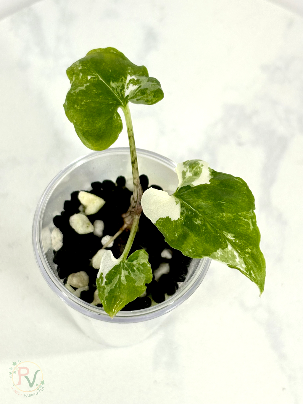Brancifolia Albo Alocasia