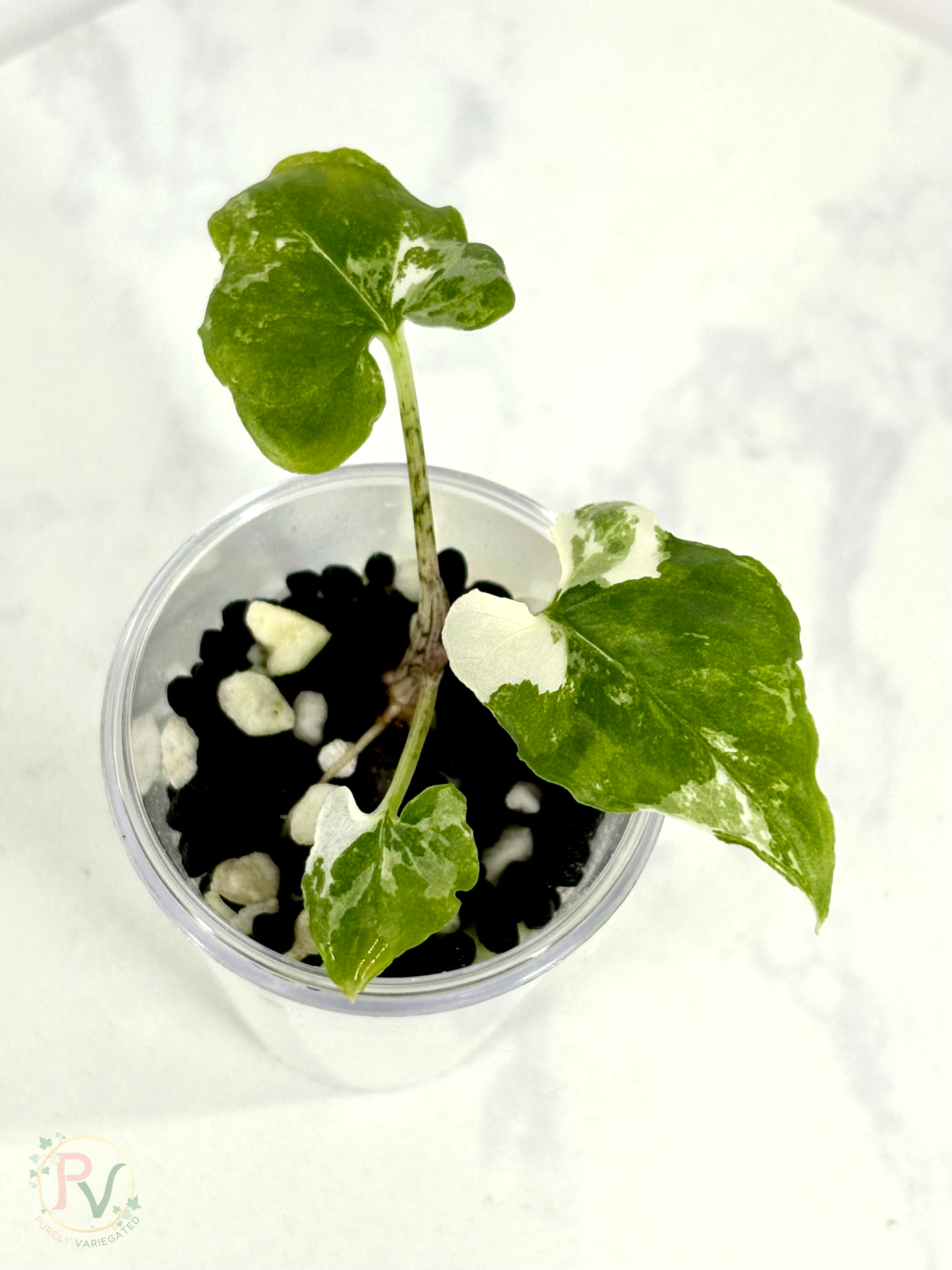 Brancifolia Albo Alocasia