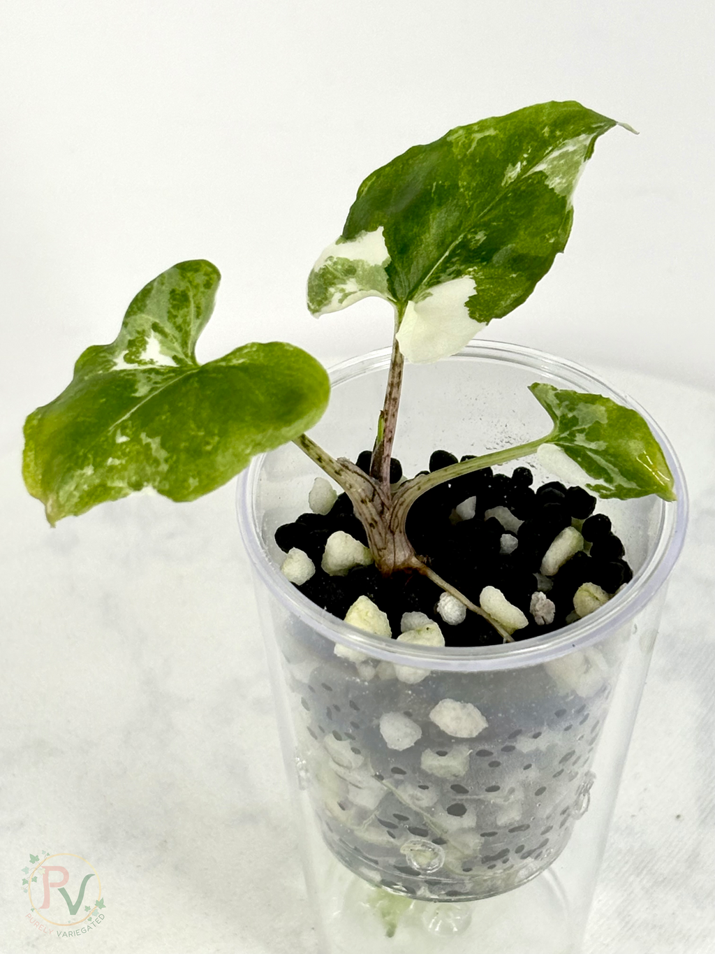 Brancifolia Albo Alocasia