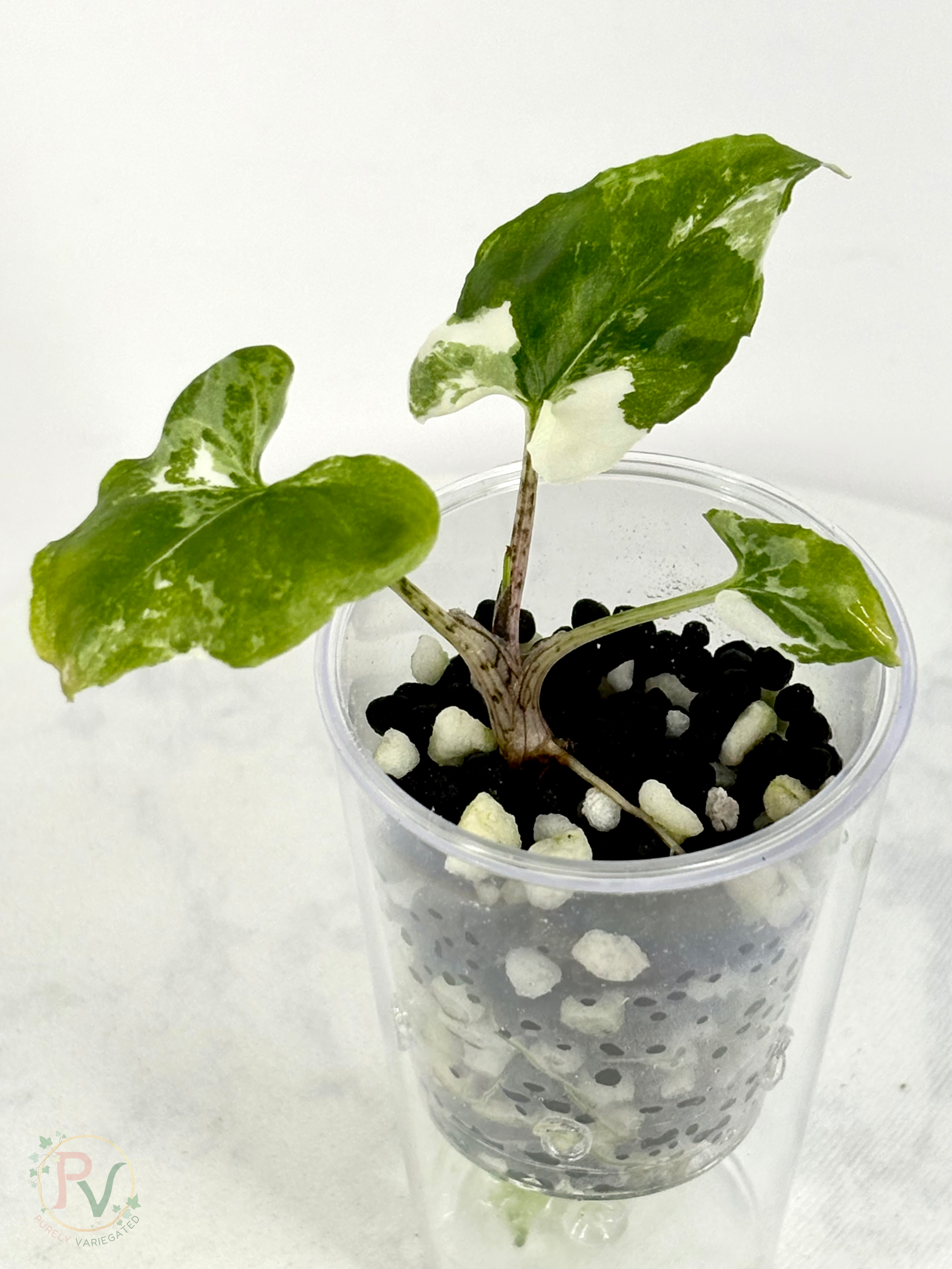 Brancifolia Albo Alocasia