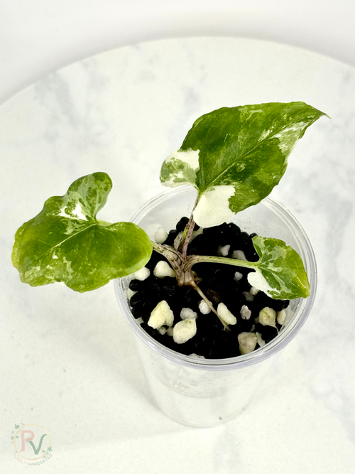 Brancifolia Albo Alocasia