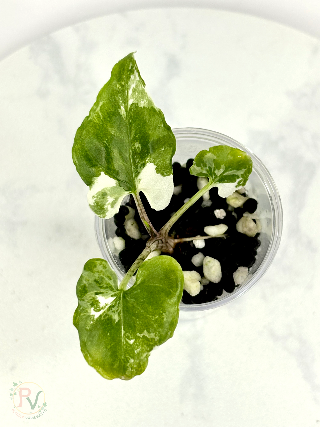 Brancifolia Albo Alocasia