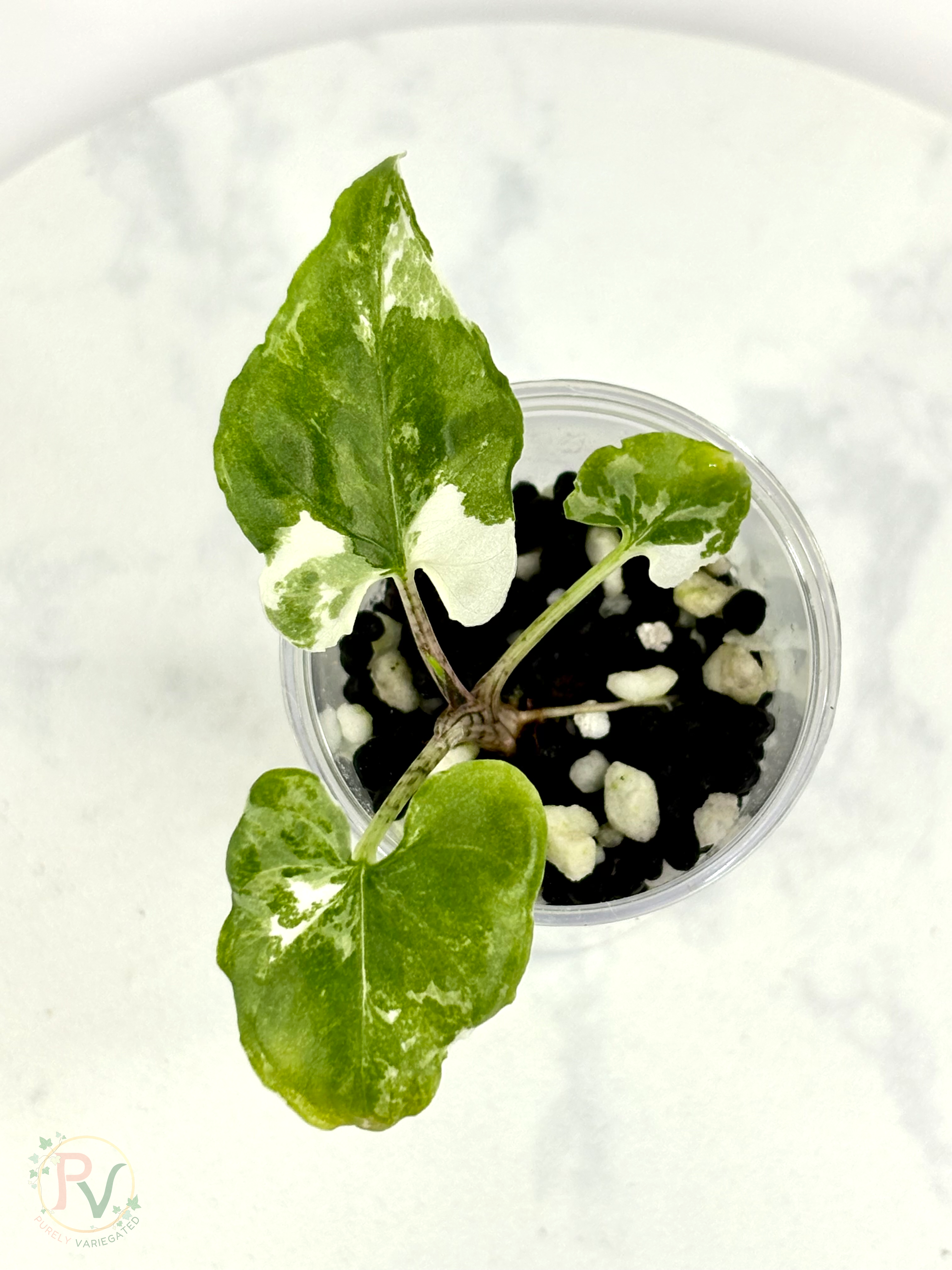 Brancifolia Albo Alocasia