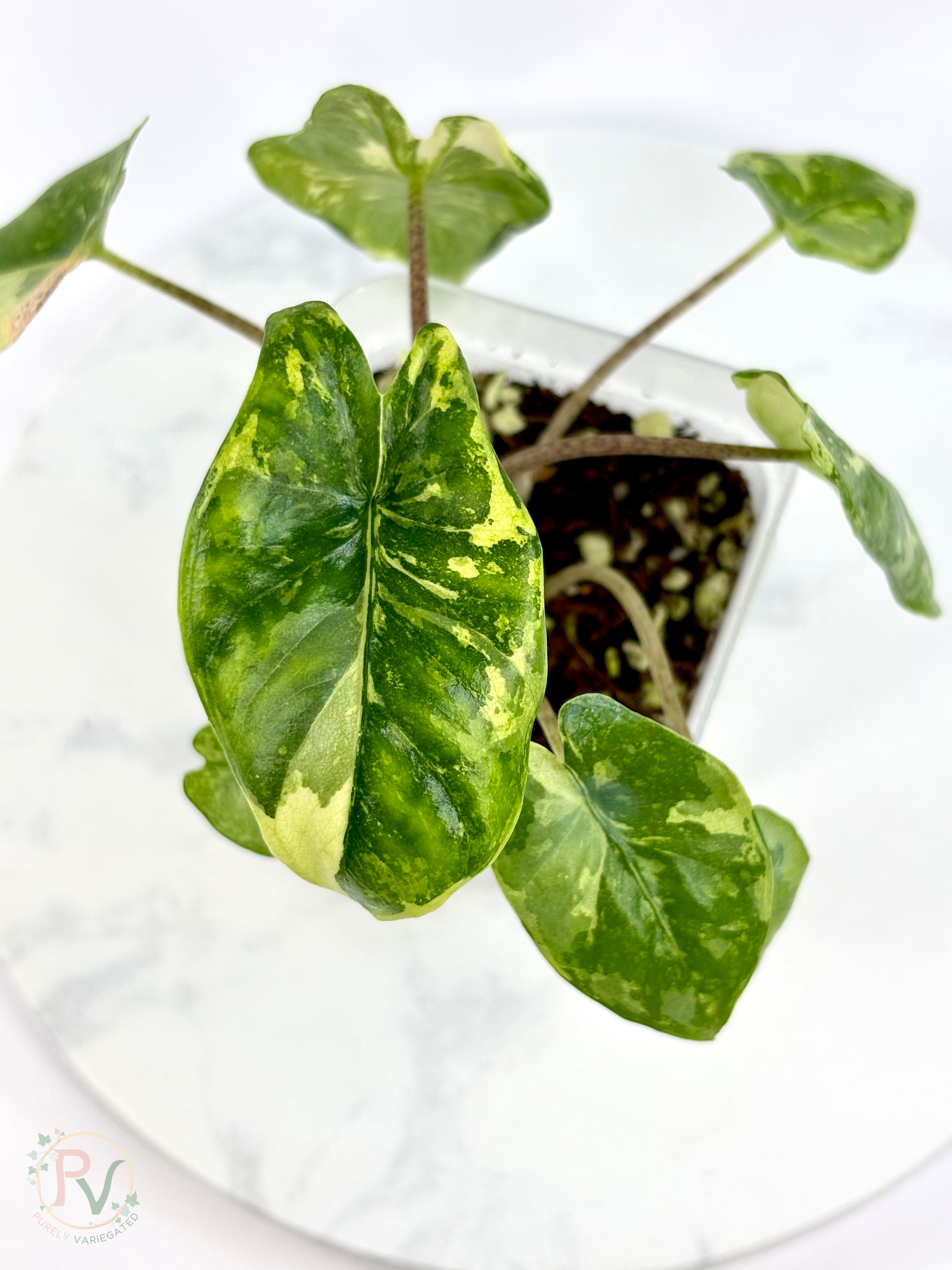 Corazon Albo Alocasia - Teen Size