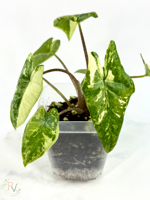 Corazon Albo Alocasia - Teen Size