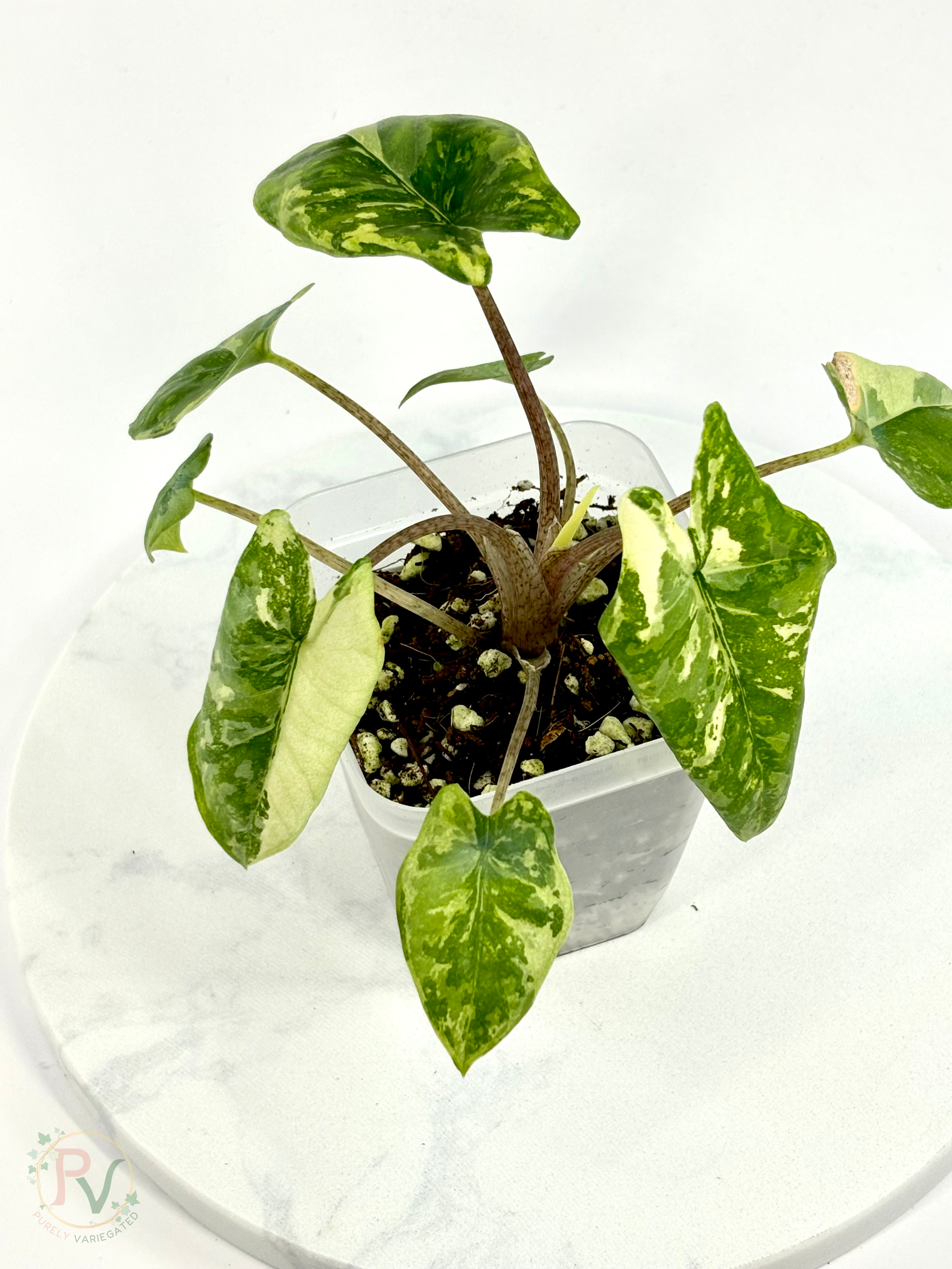 Corazon Albo Alocasia - Teen Size