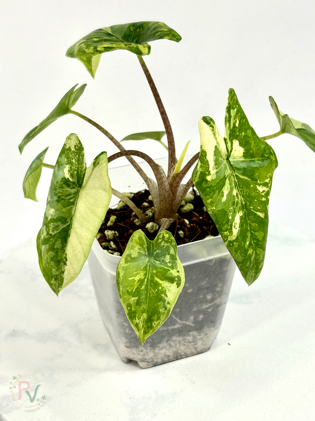 Corazon Albo Alocasia - Teen Size