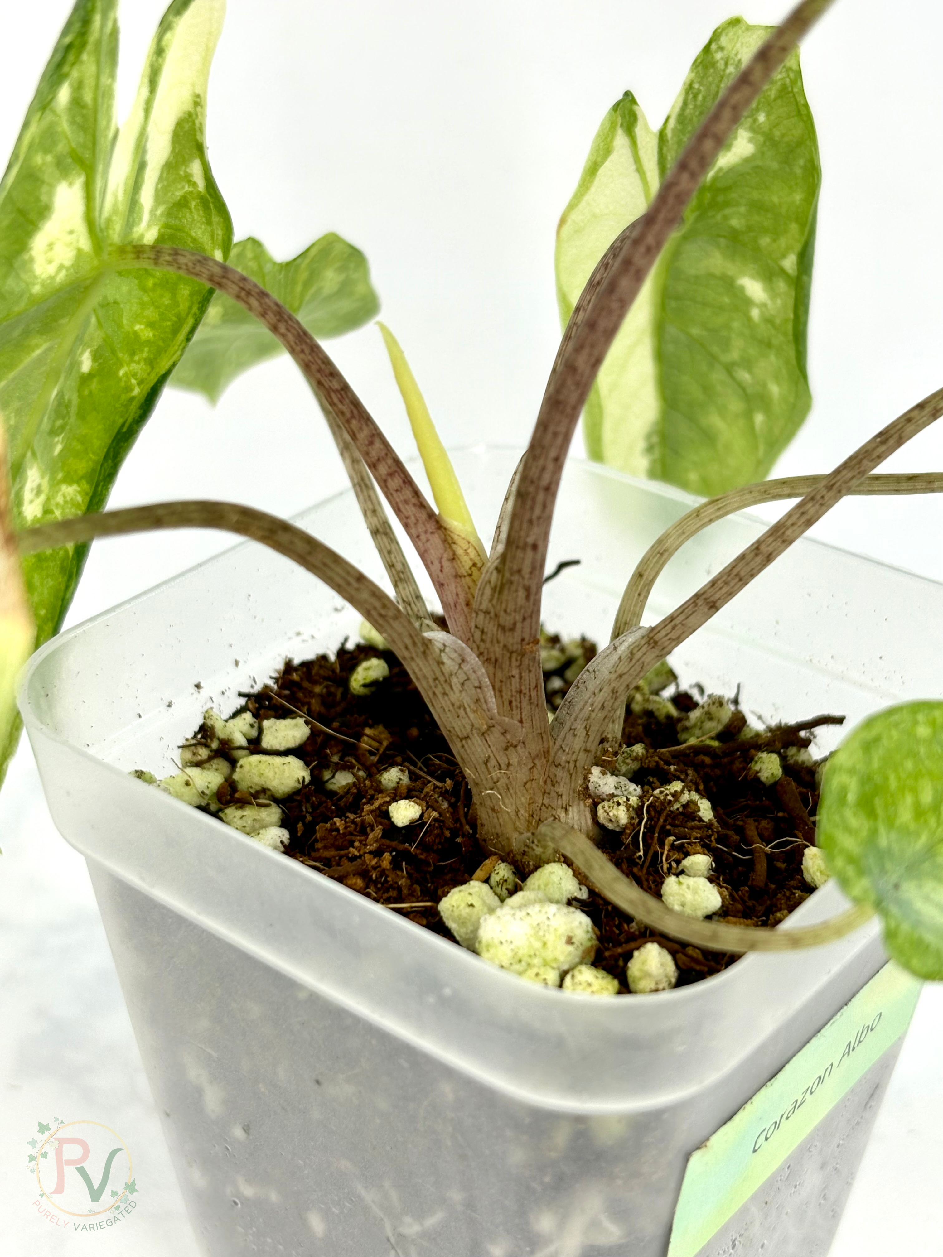 Corazon Albo Alocasia - Teen Size