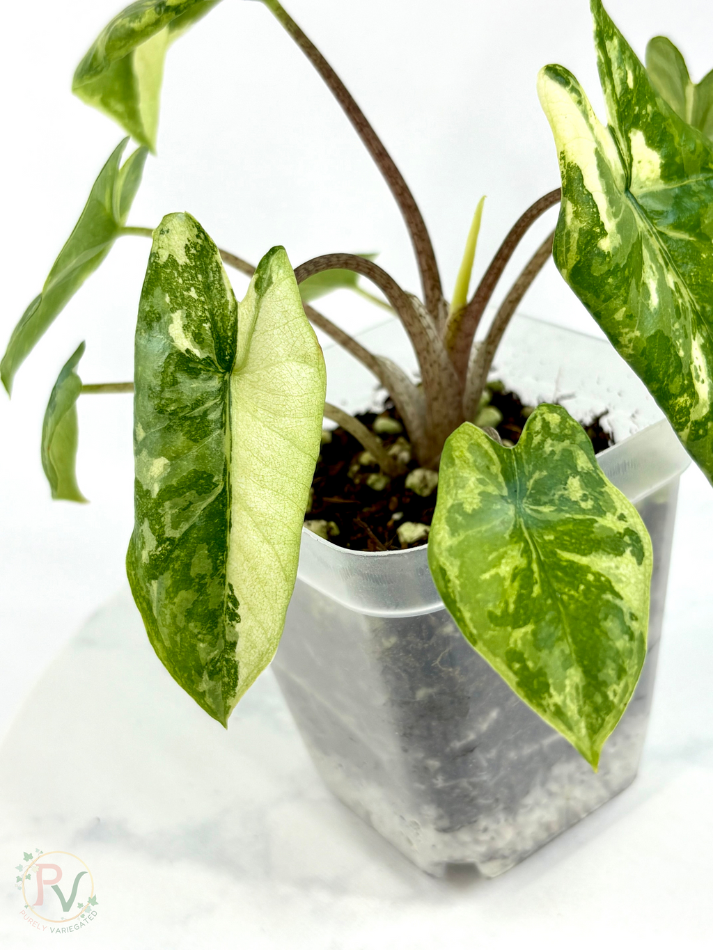 Corazon Albo Alocasia - Teen Size