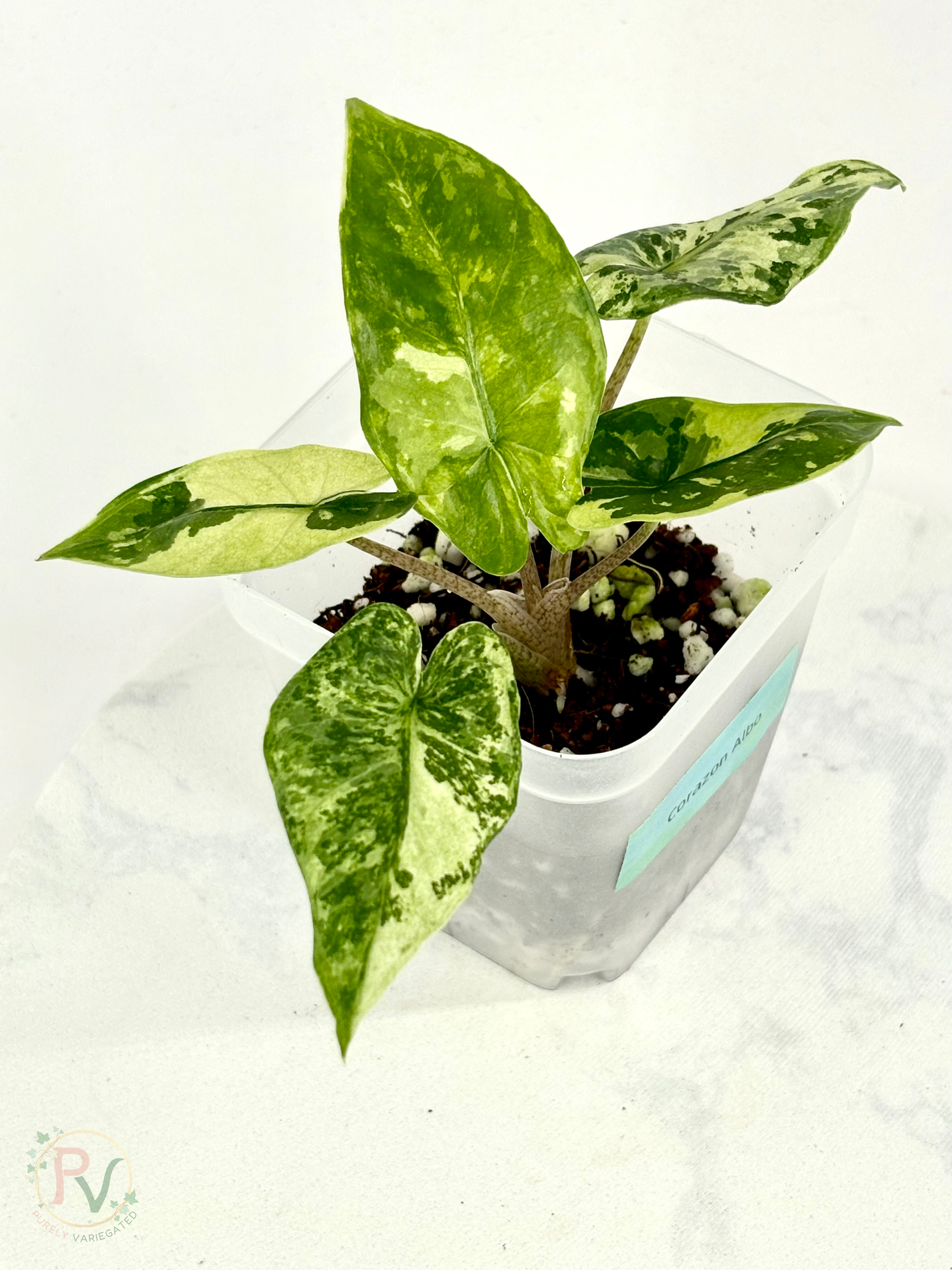 Corizon Albo Alocasia
