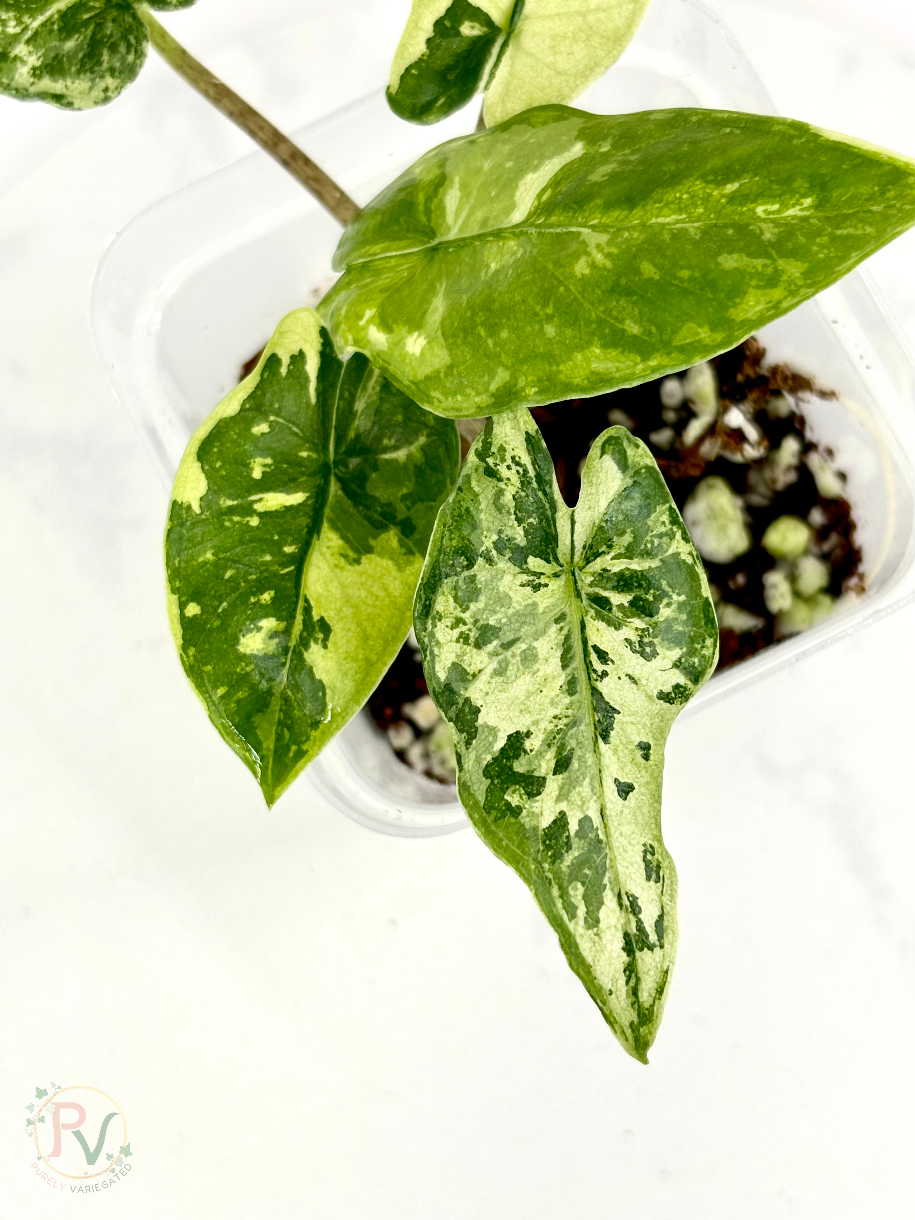 Corizon Albo Alocasia