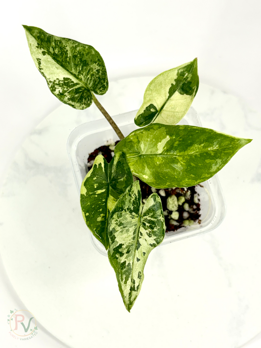 Corizon Albo Alocasia