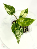 Corizon Albo Alocasia