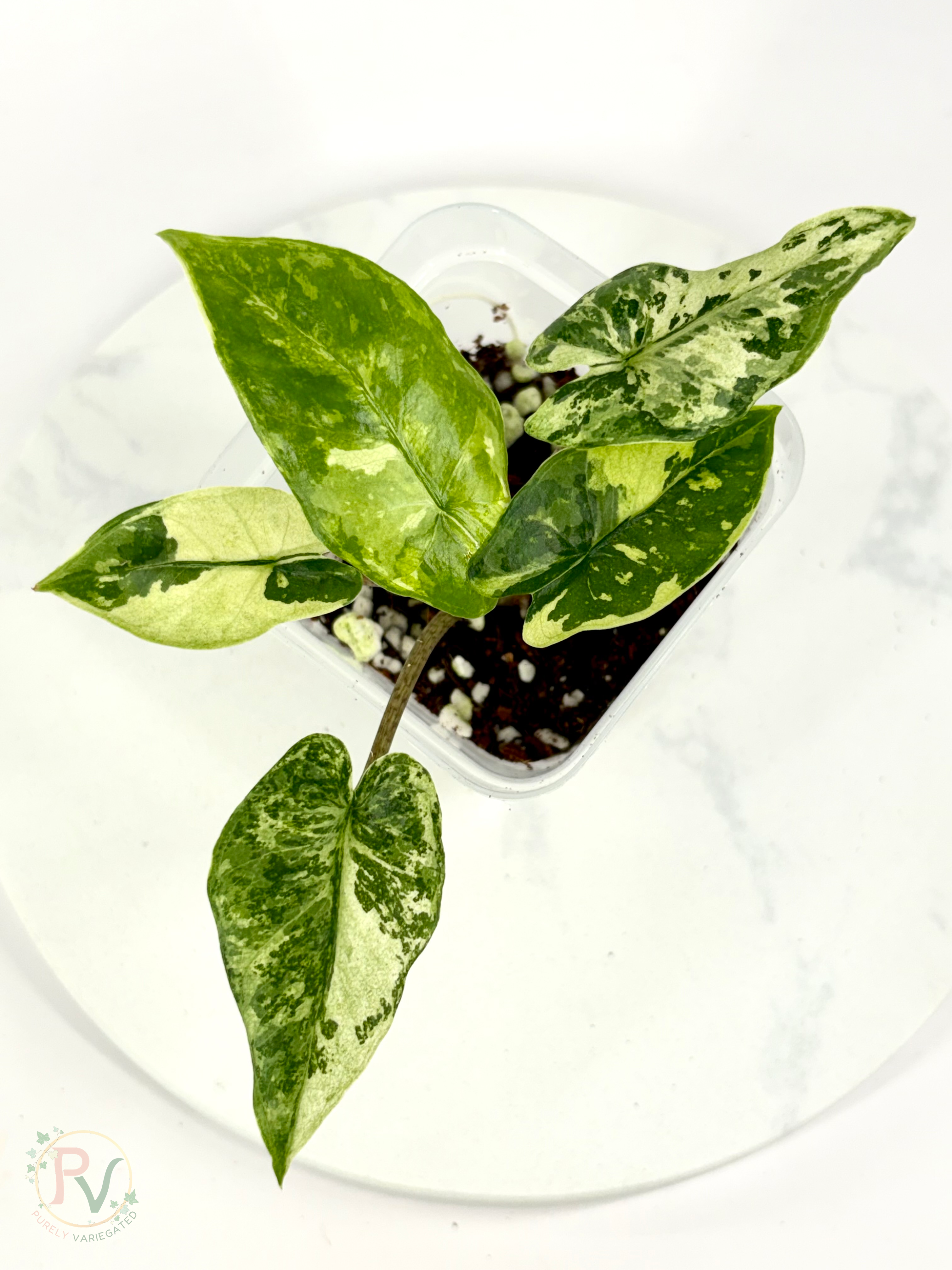Corizon Albo Alocasia