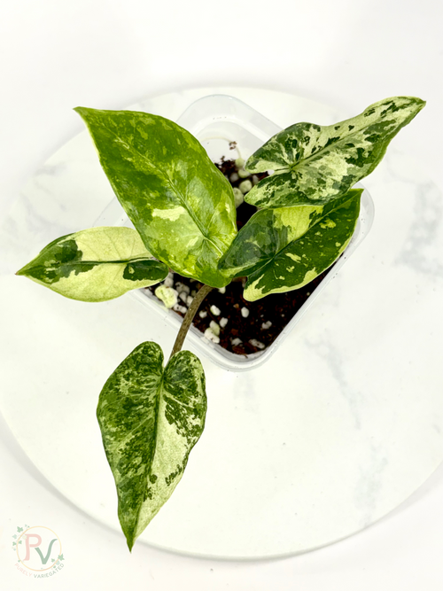 Corizon Albo Alocasia