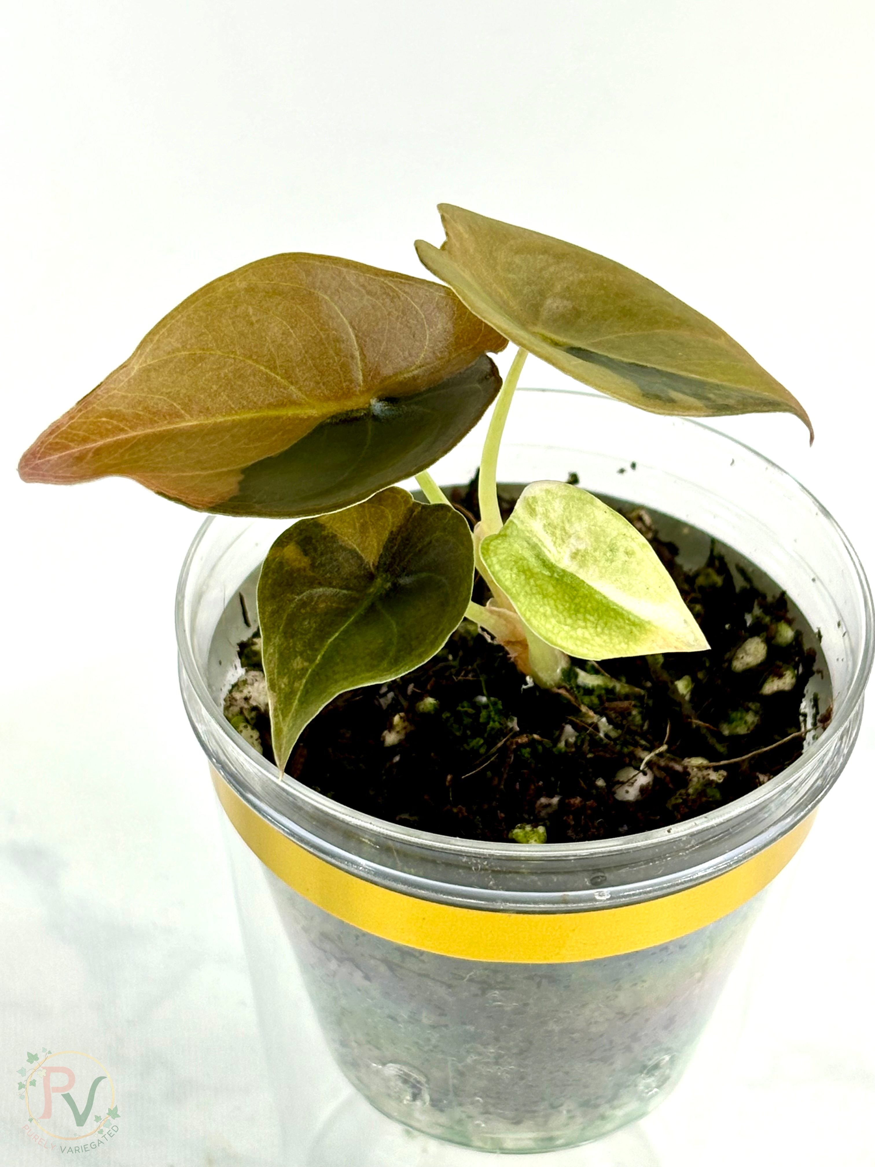 Cuprea Gold Latte Alocasia