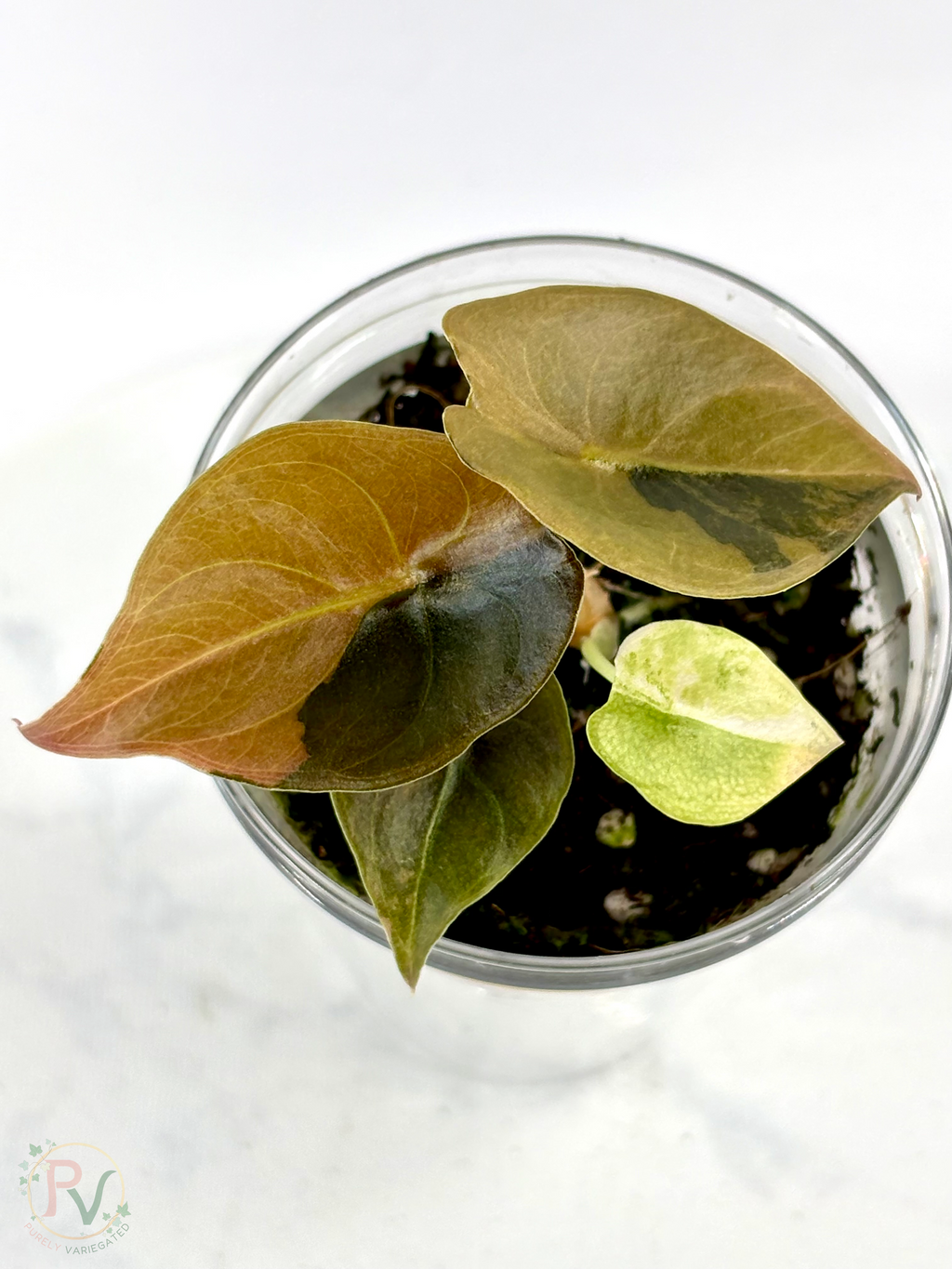 Cuprea Gold Latte Alocasia