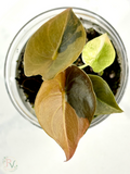 Cuprea Gold Latte Alocasia