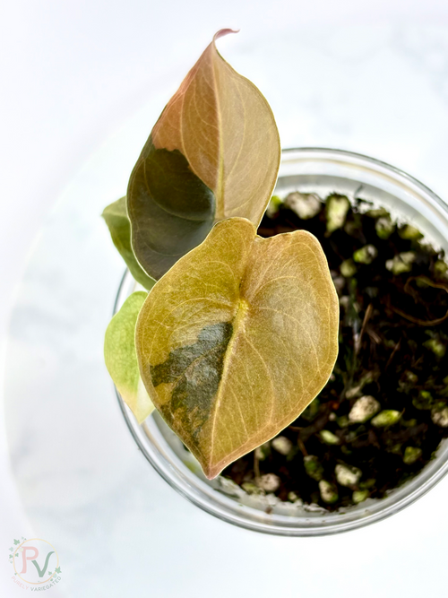 Cuprea Gold Latte Alocasia