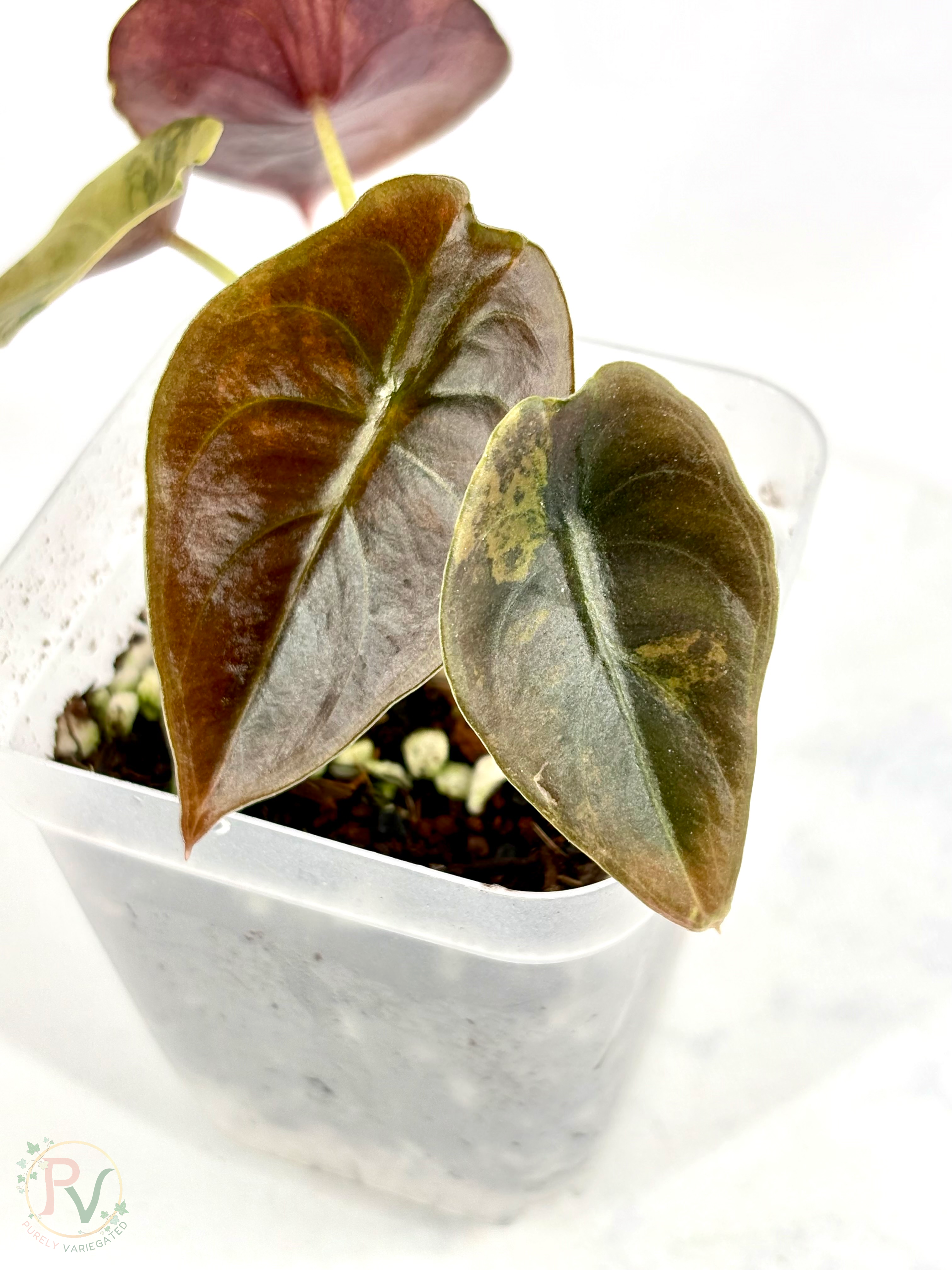 Cuprea Gold Latte Alocasia