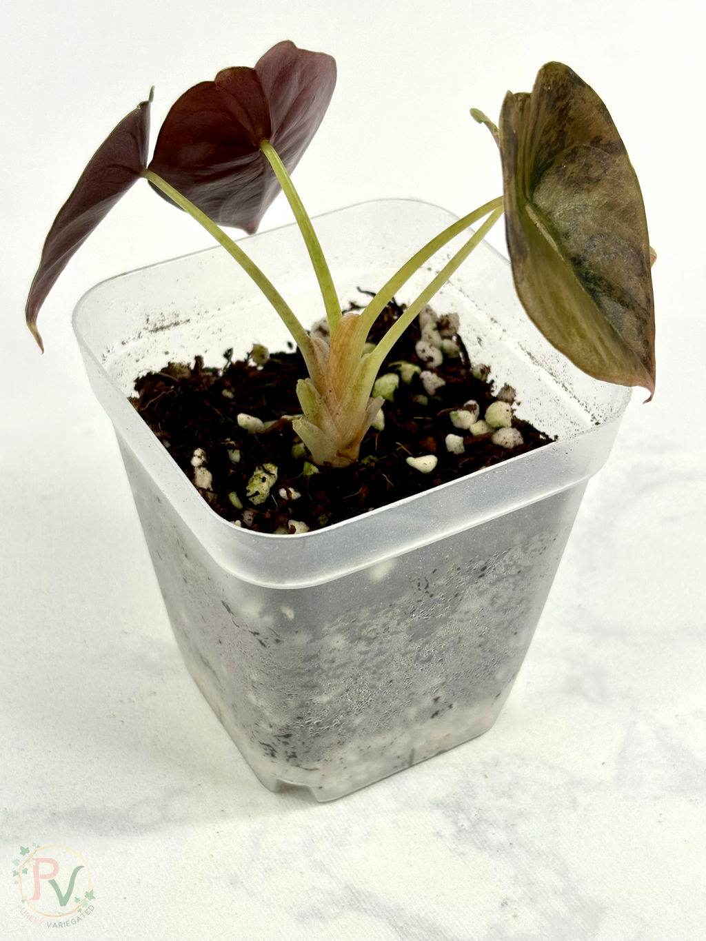Cuprea Gold Latte Alocasia