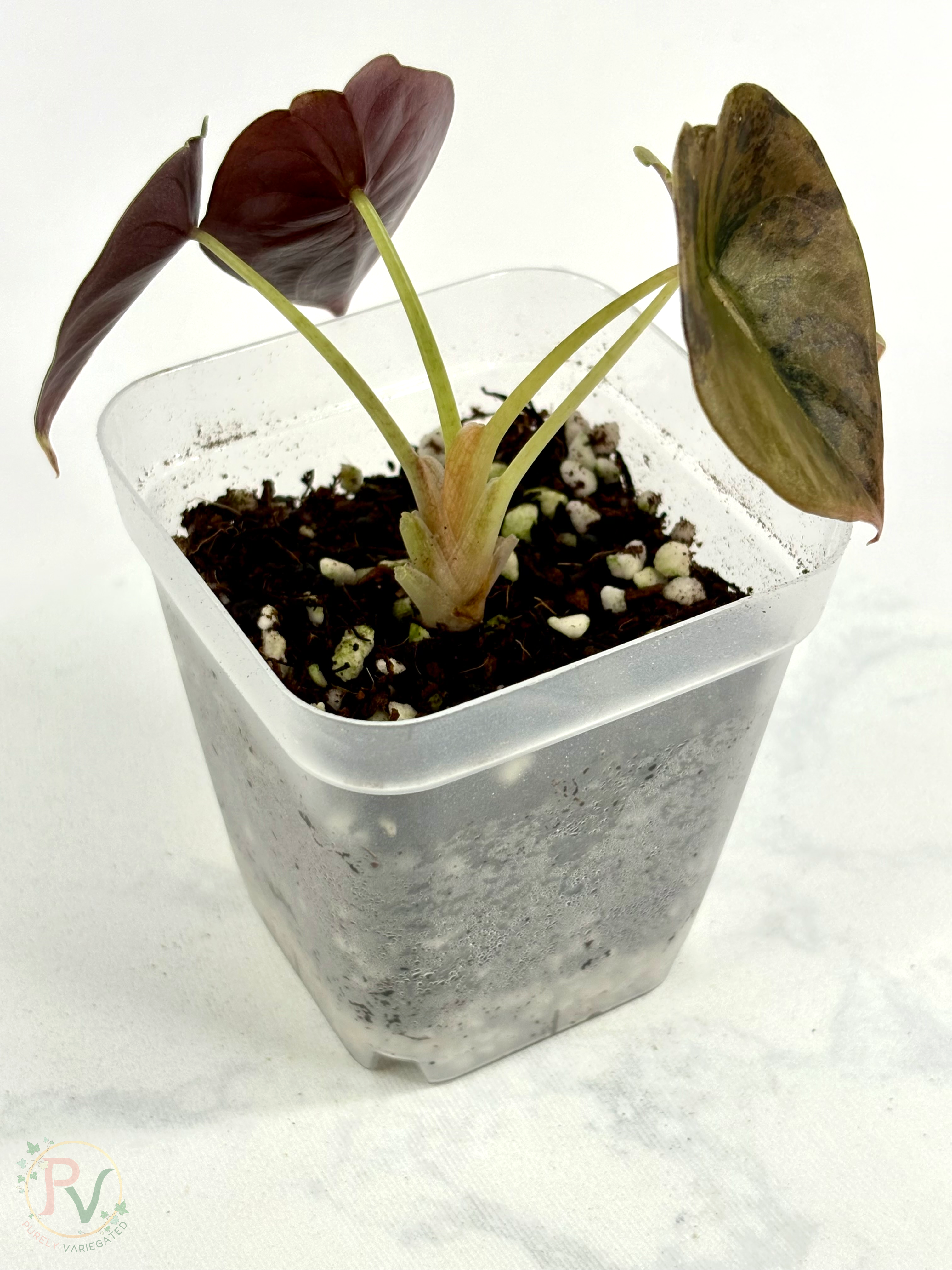 Cuprea Gold Latte Alocasia
