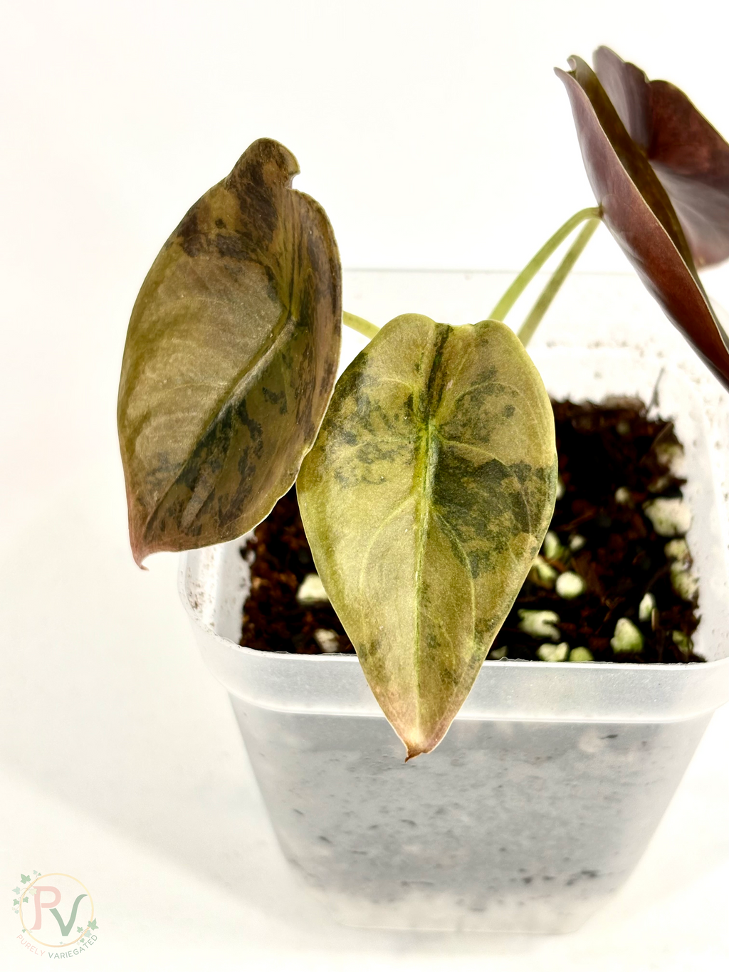 Cuprea Gold Latte Alocasia