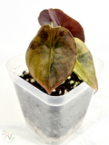 Cuprea Gold Latte Alocasia