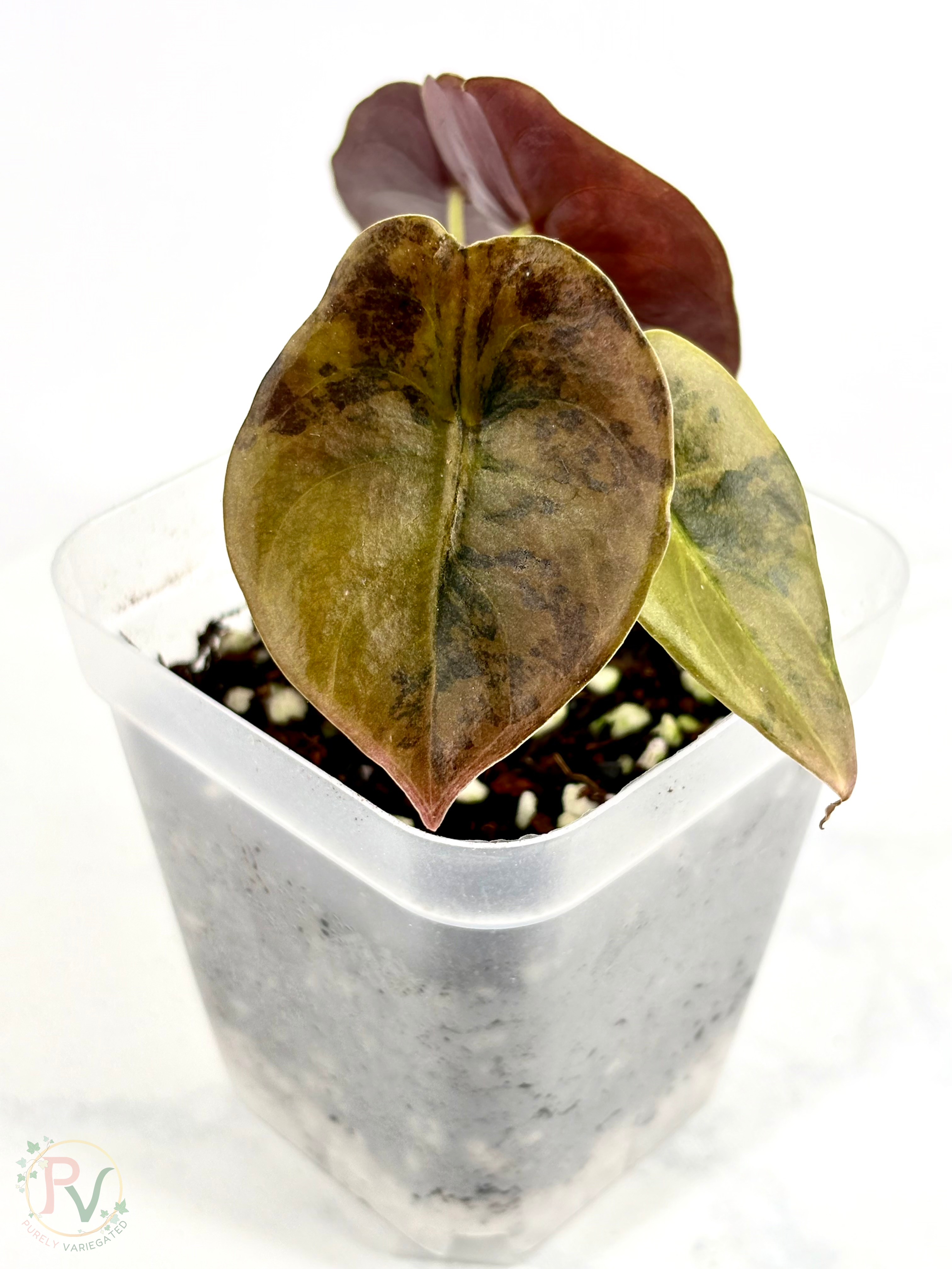 Cuprea Gold Latte Alocasia
