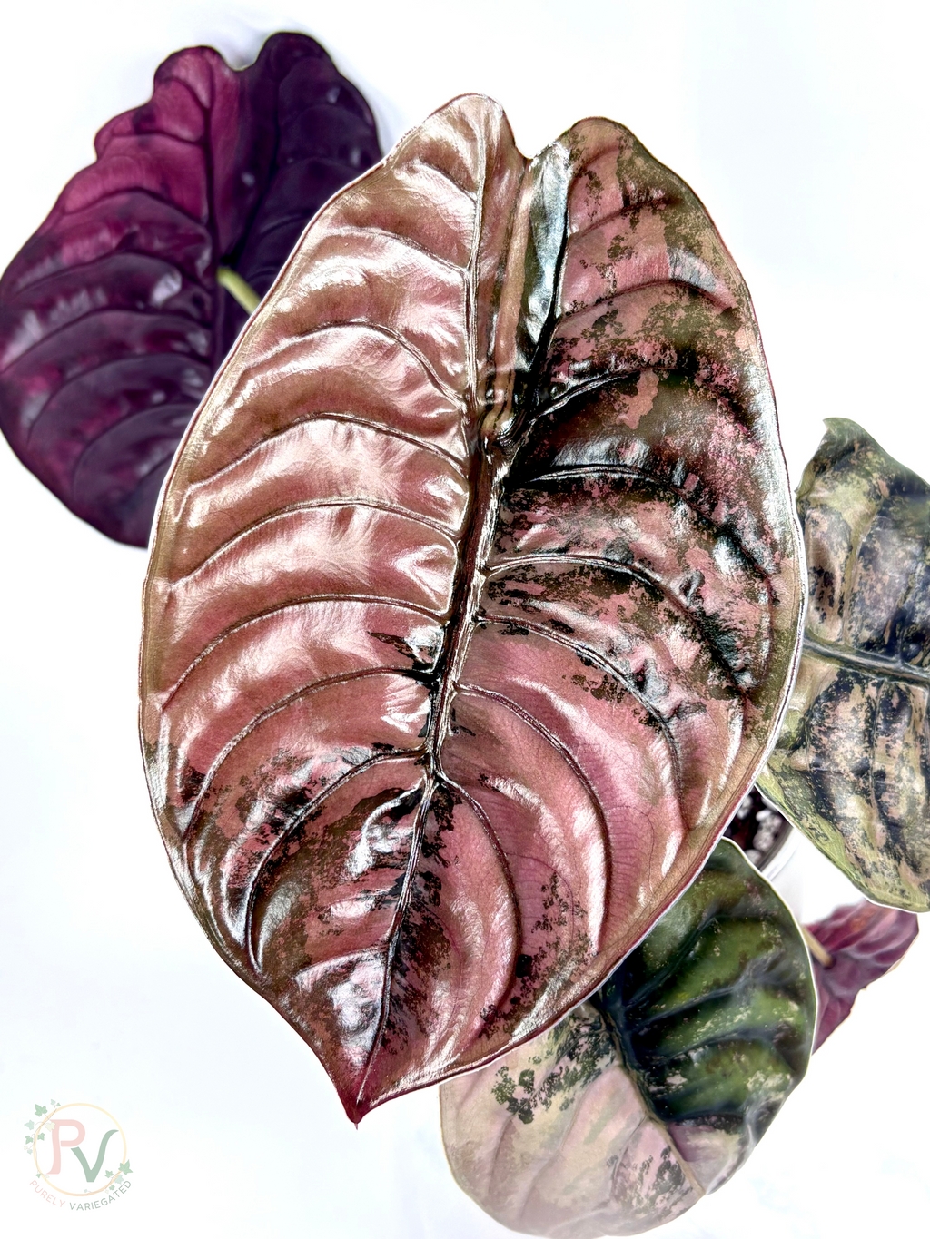 Cuprea Pink Latte Corms