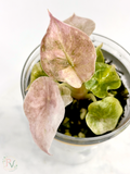 Pink Mint Cuprea Alocasia