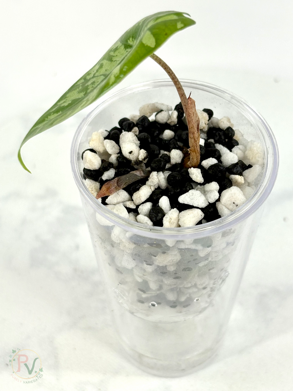 Dragon Glass Hybrid Alocasia 1