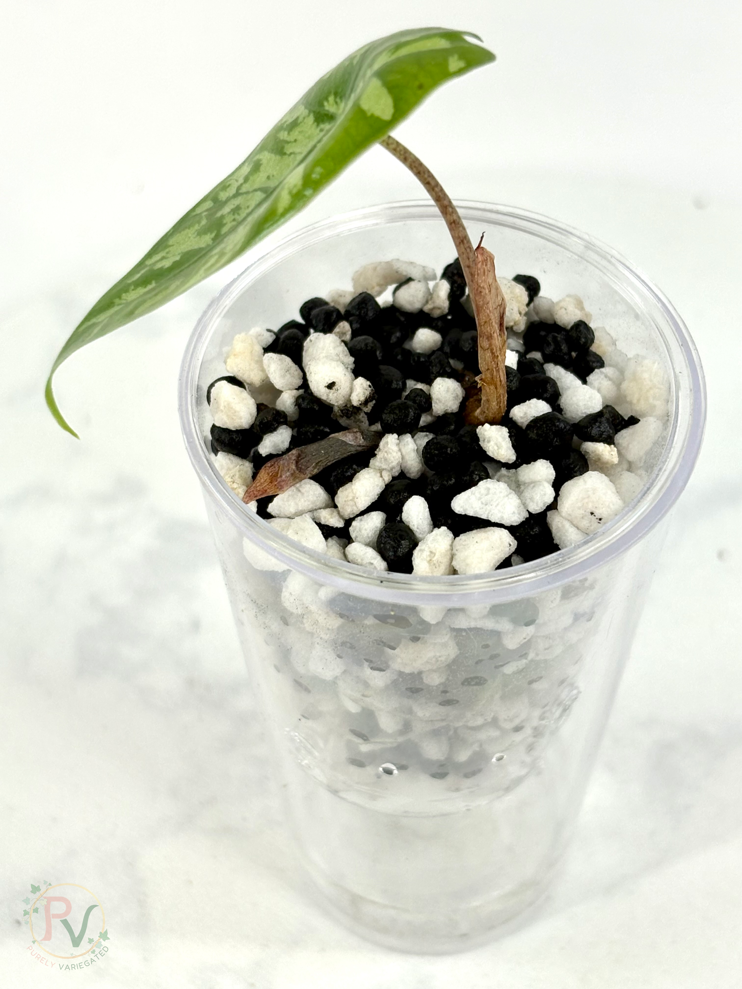 Dragon Glass Hybrid Alocasia 1